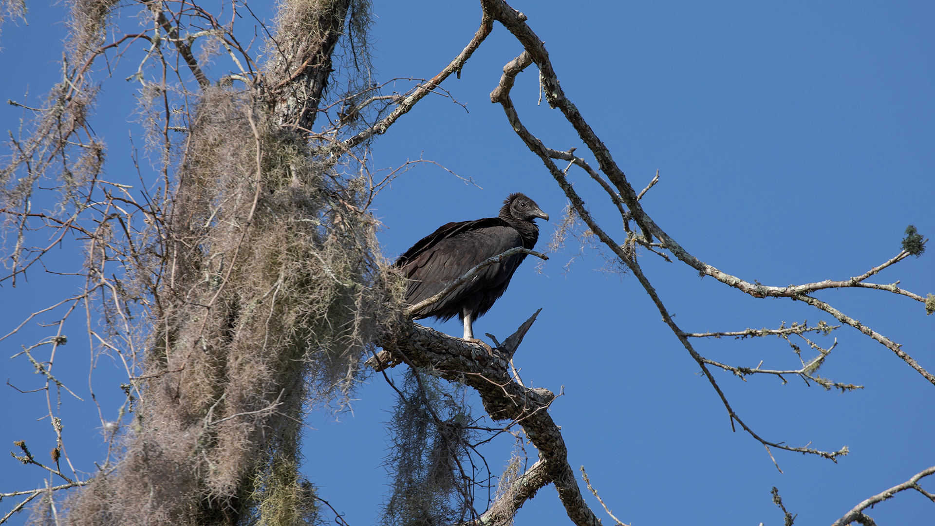 Black Vulture