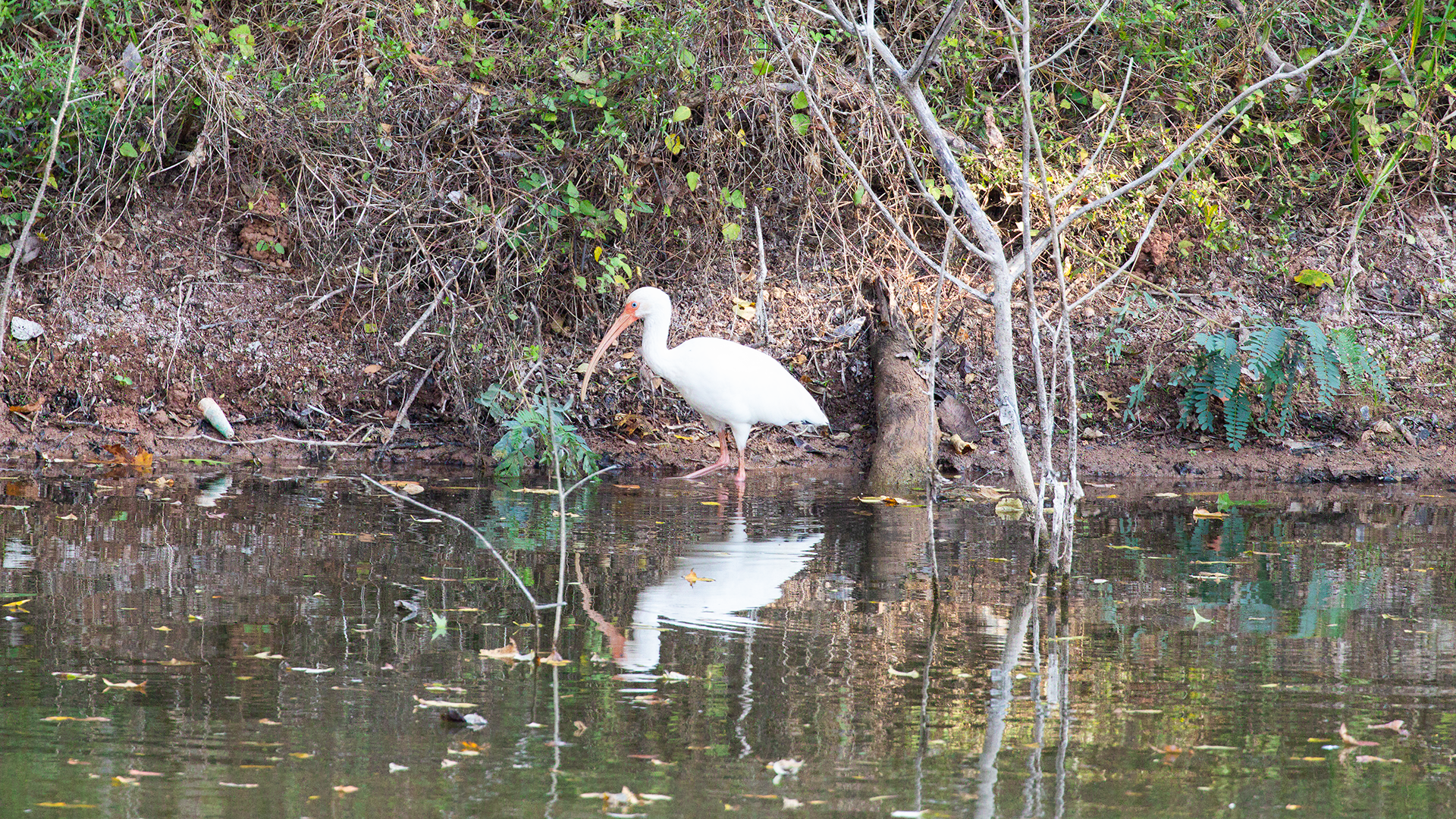 White Ibis