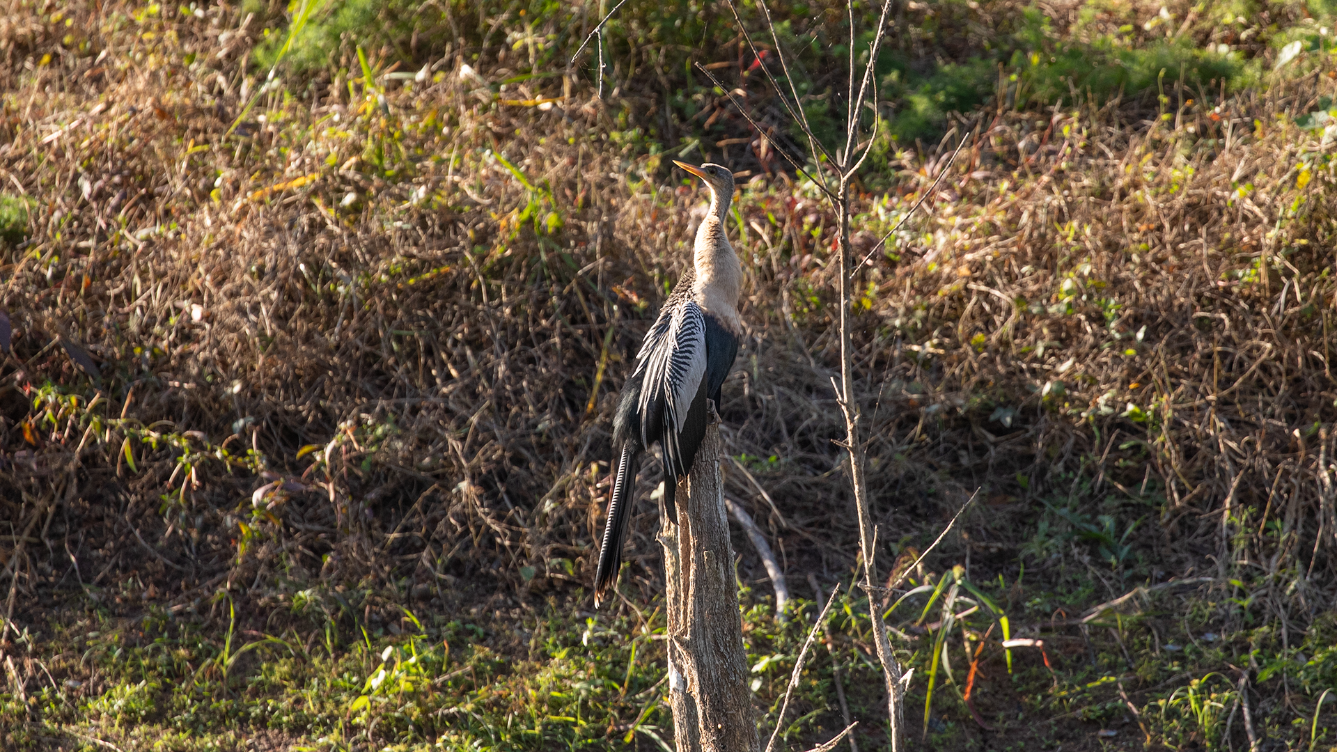 Anhinga