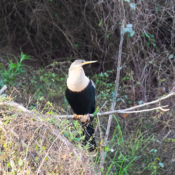 Anhinga