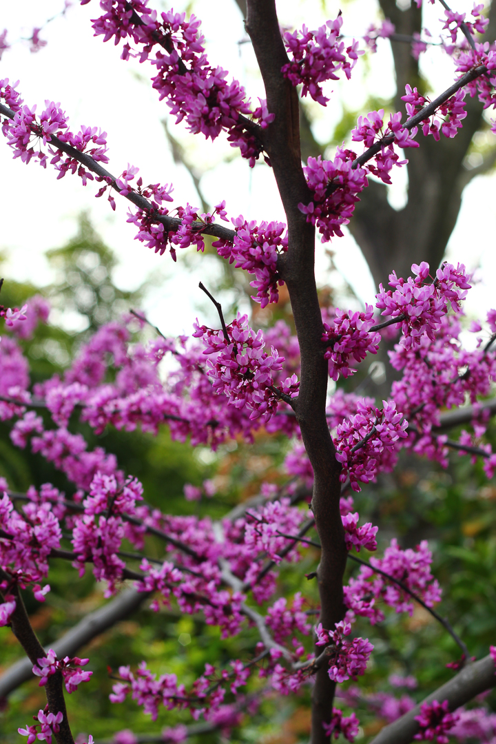 jacaranda tree