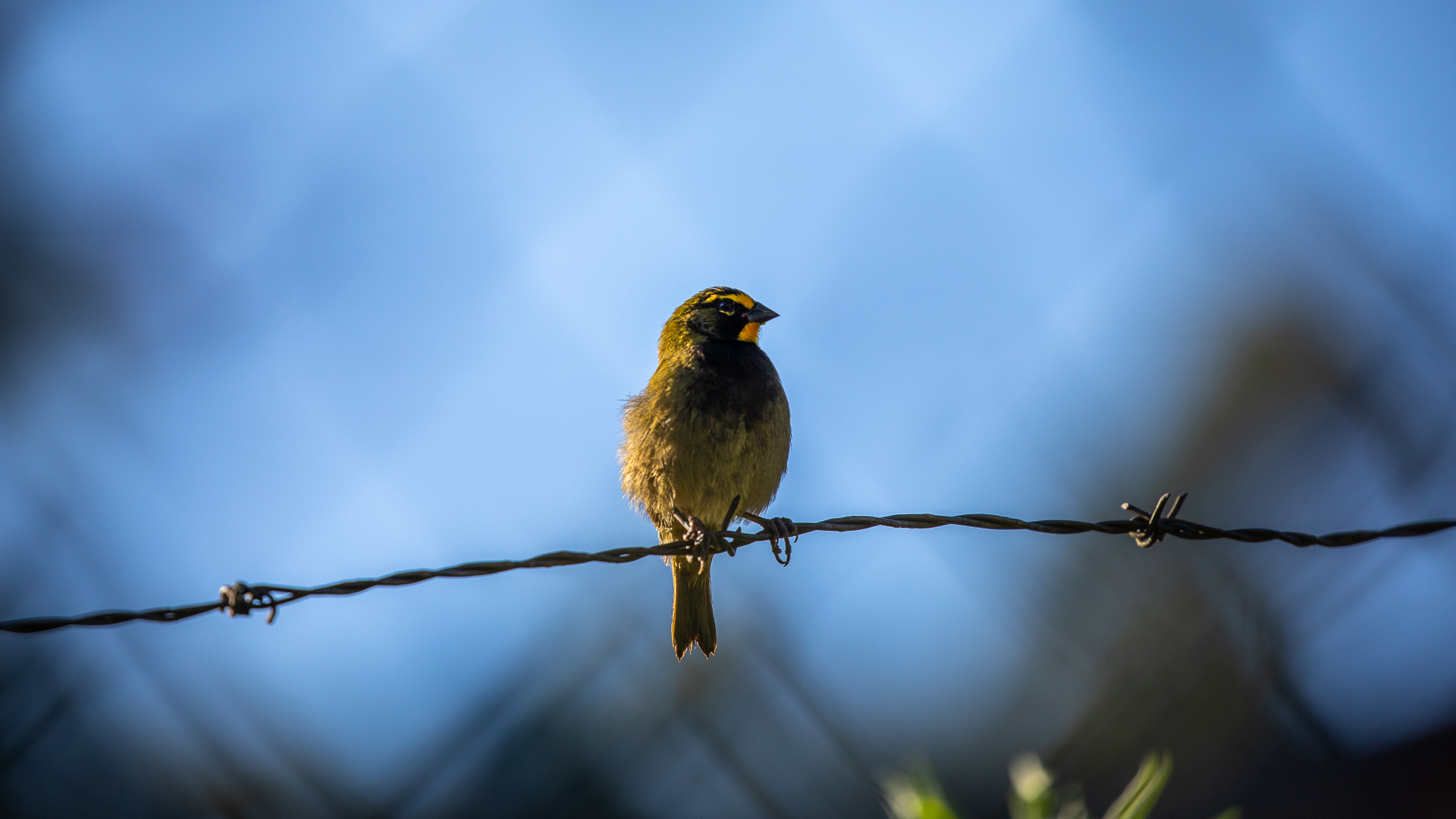 Flame-faced Tanager