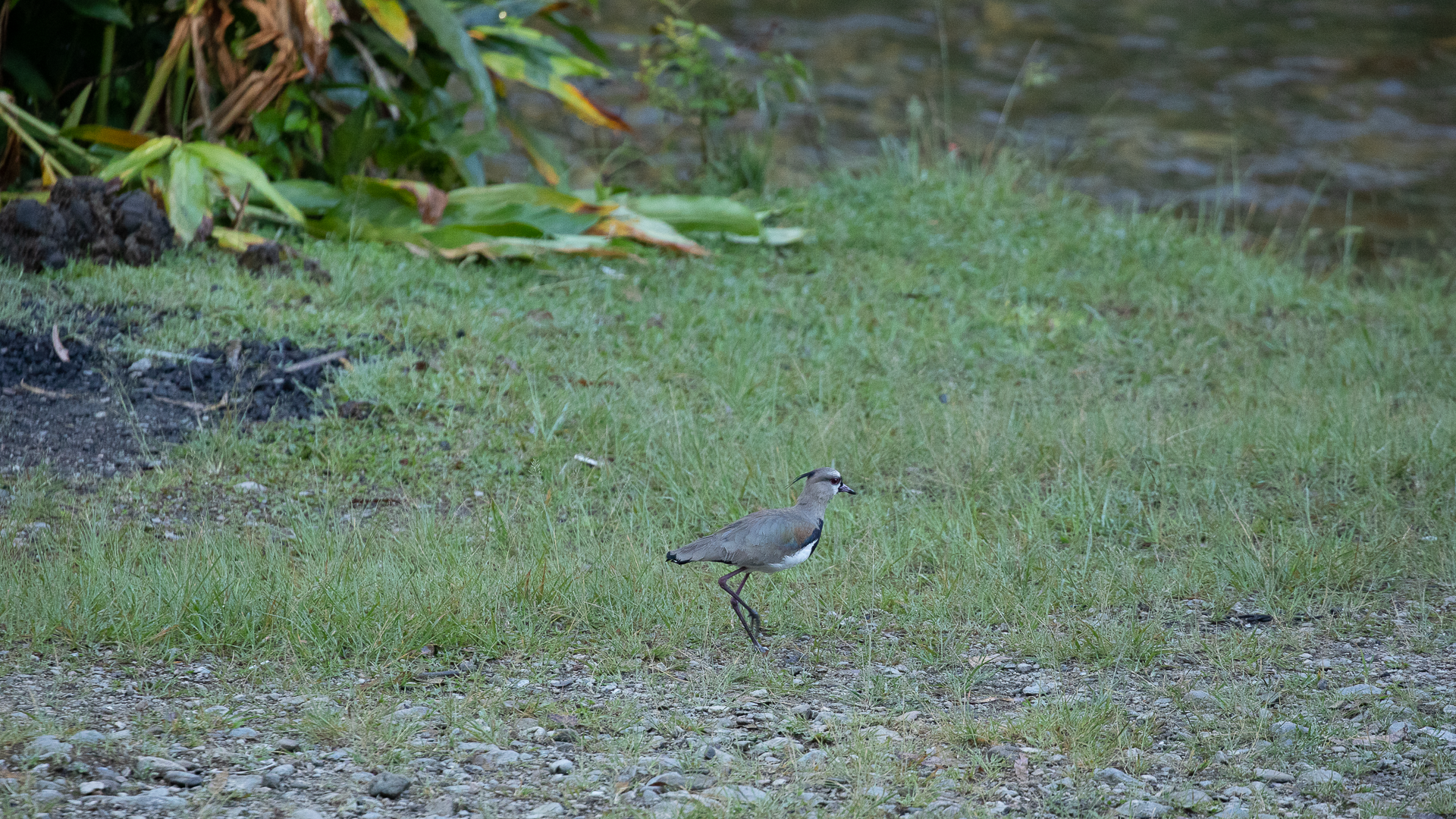 Southern Lapwing