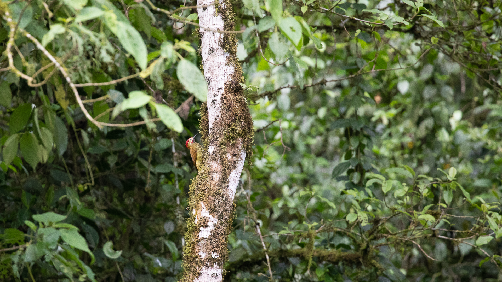 Golden-olive Woodpecker