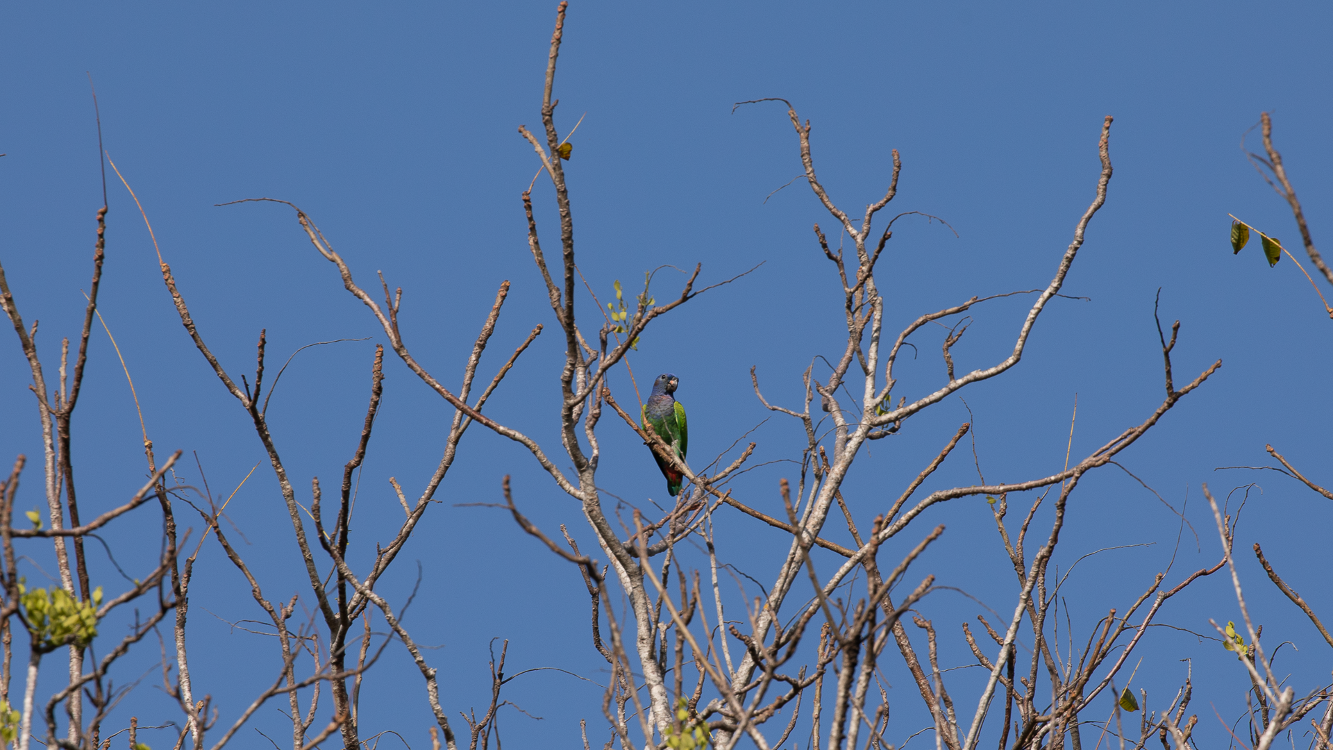 Blue-headed Parrot