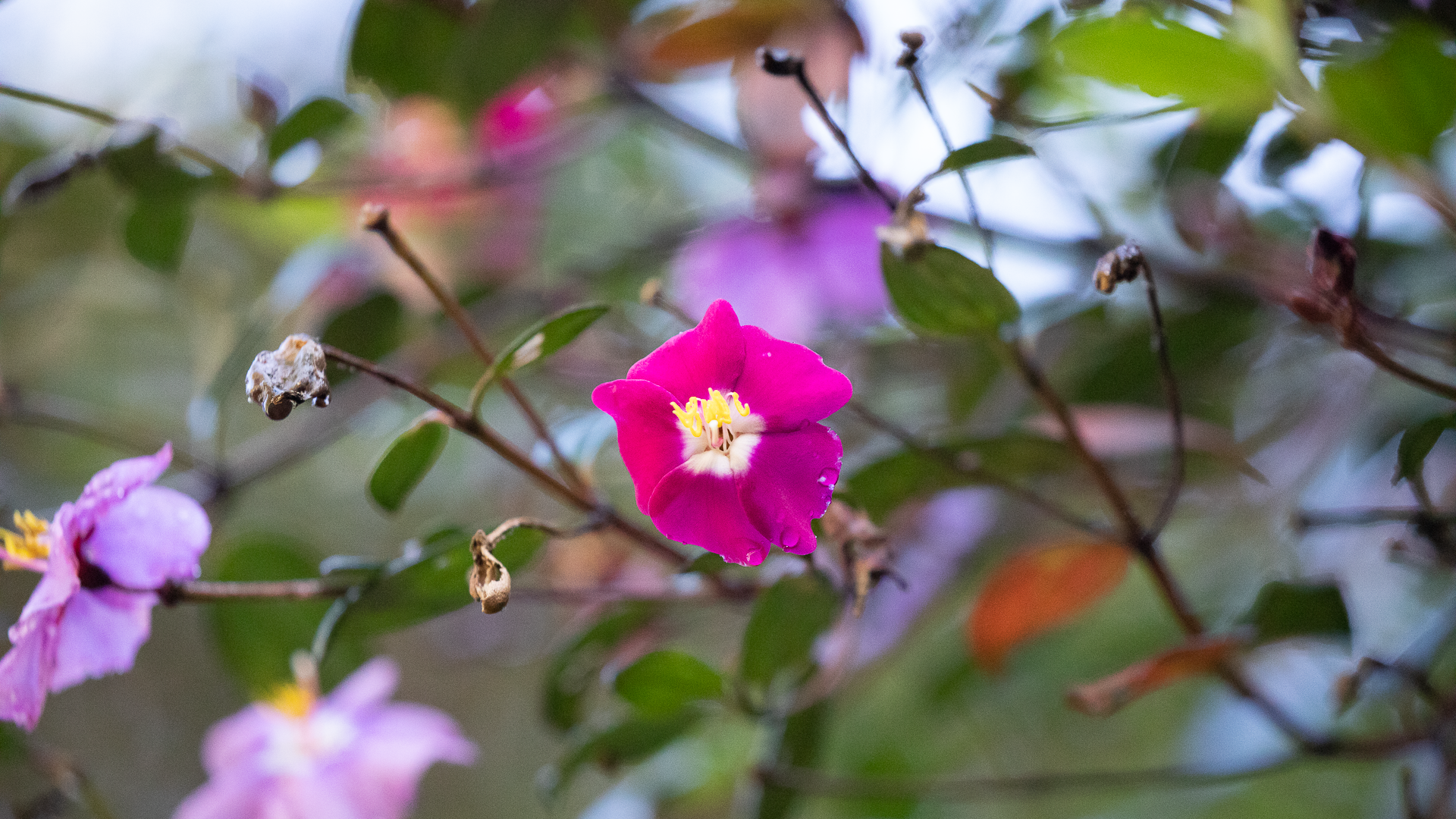 flowers