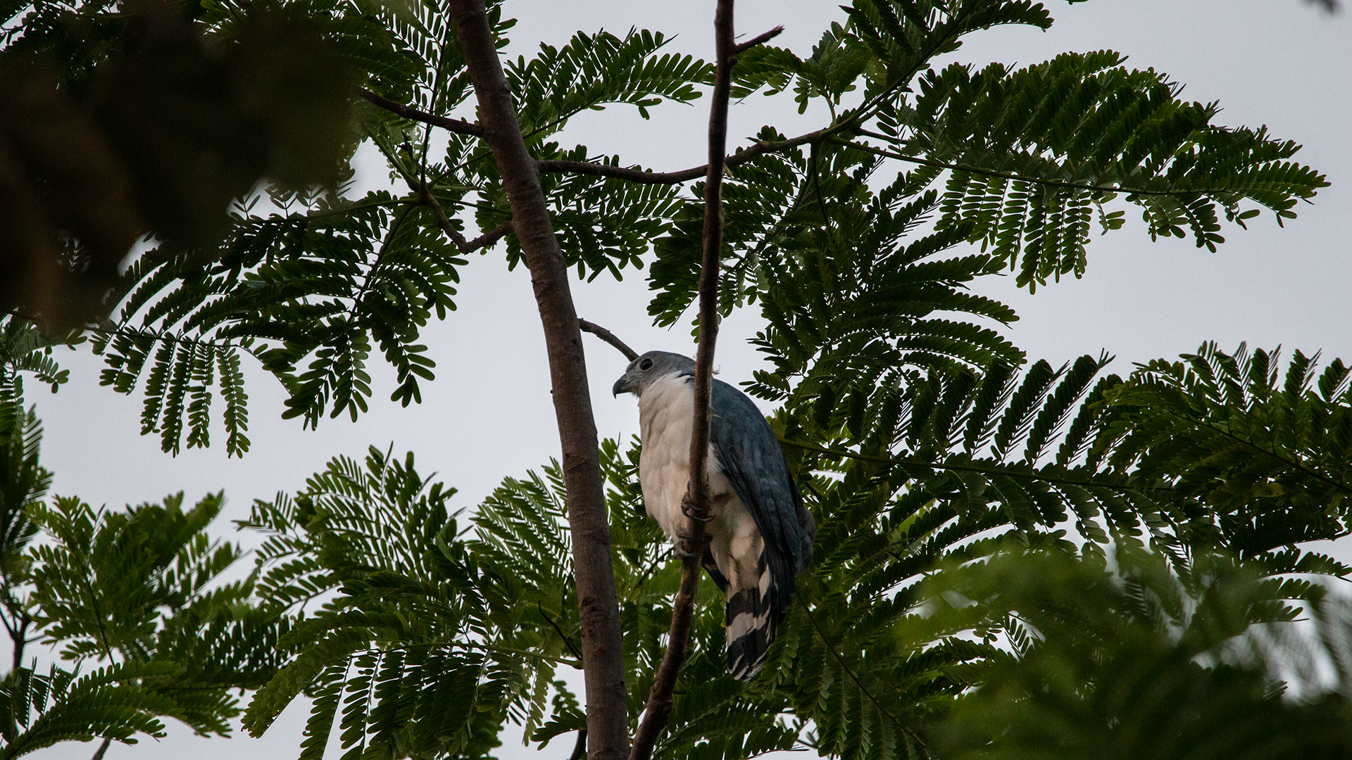Gray-headed Kite