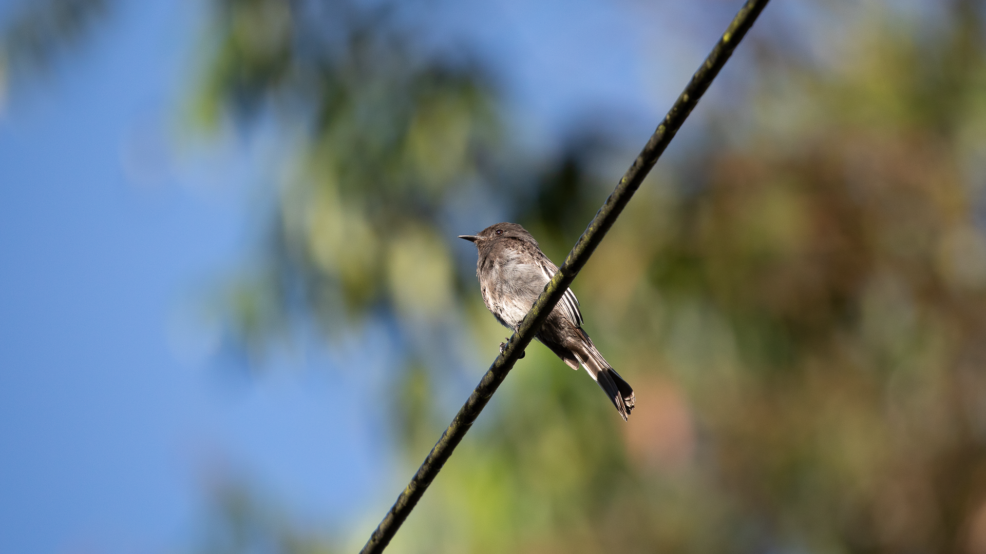 Black Phoebe