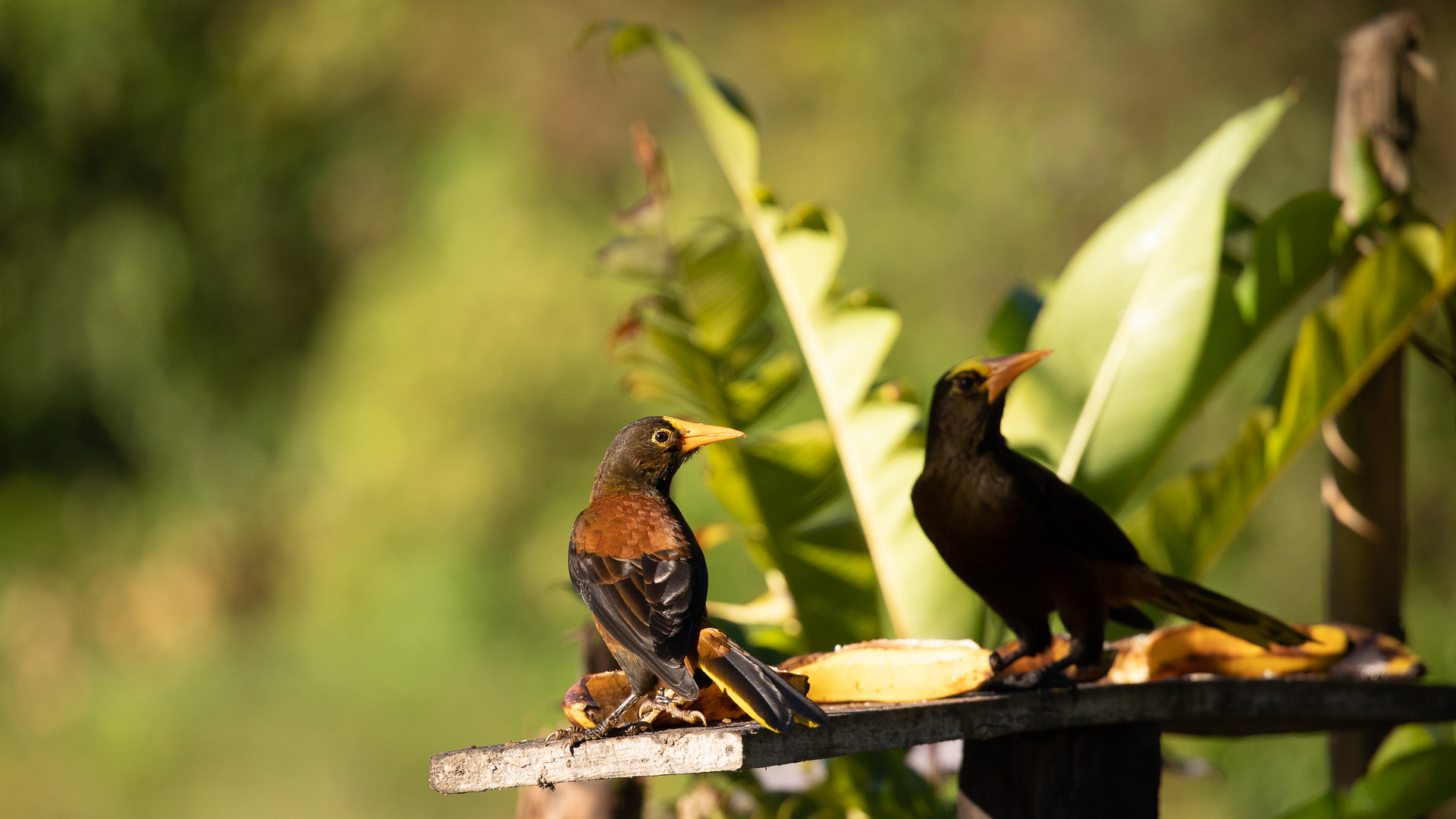 Russet-backed Oropendola