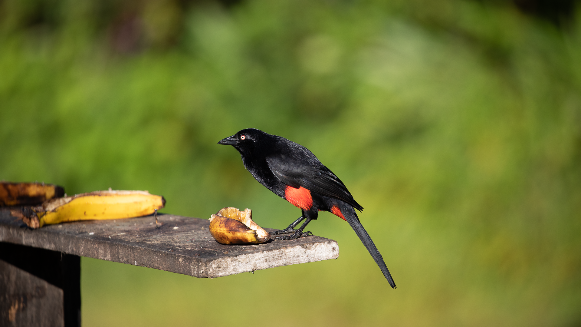 Red-bellied Grackle