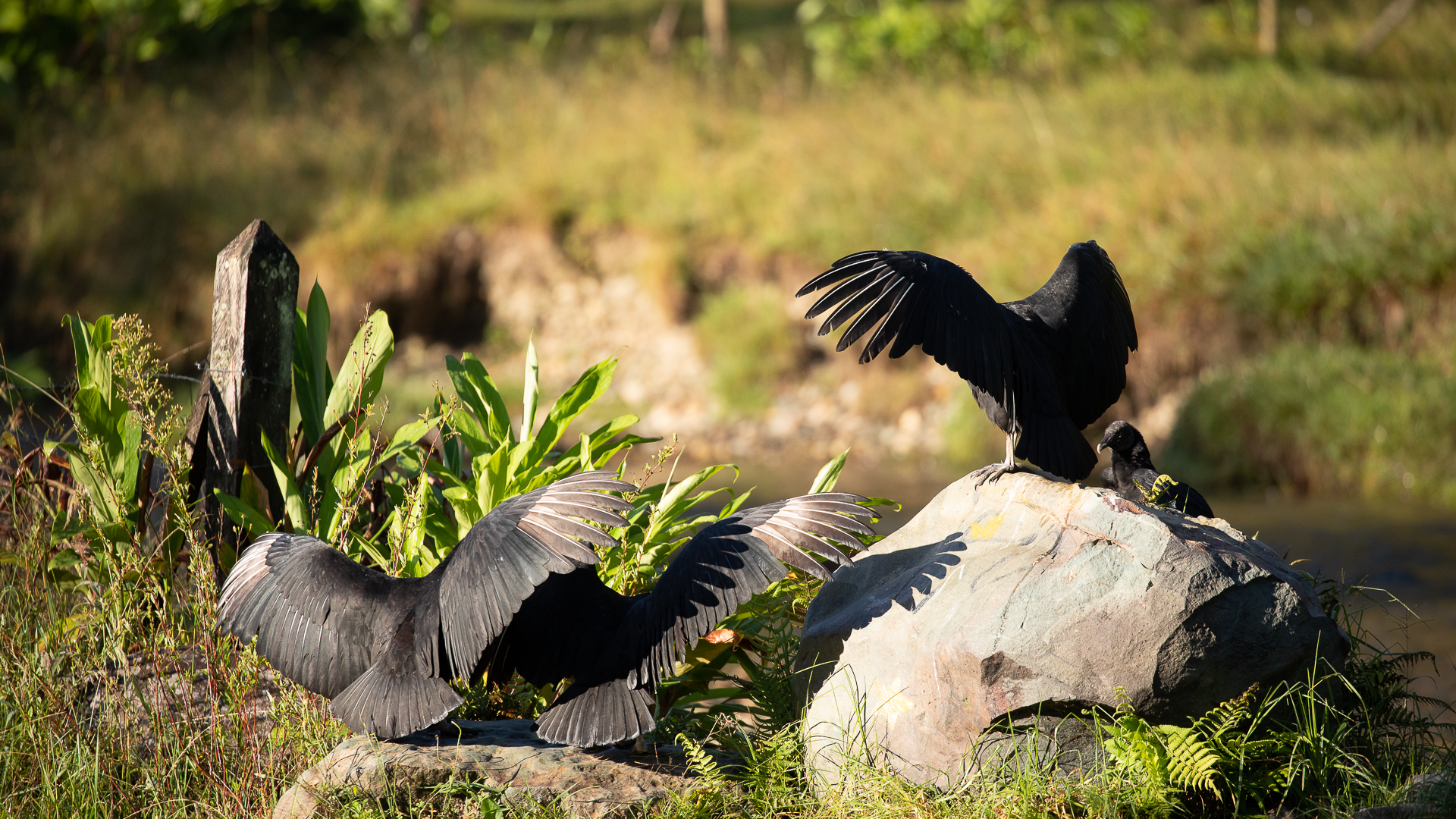 Black Vulture