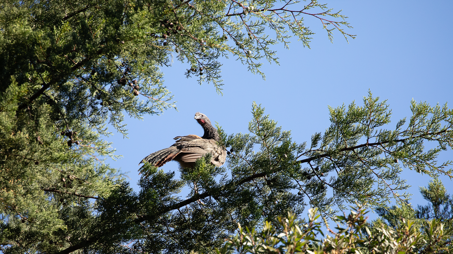 Colombian Chachalaca