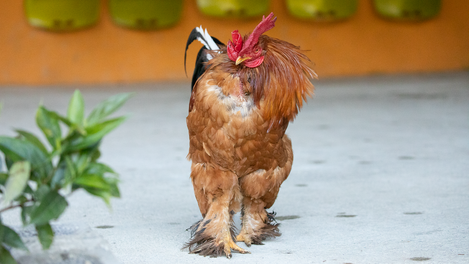 Red Junglefowl