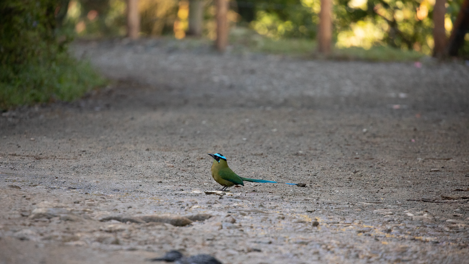 Andean Motmot