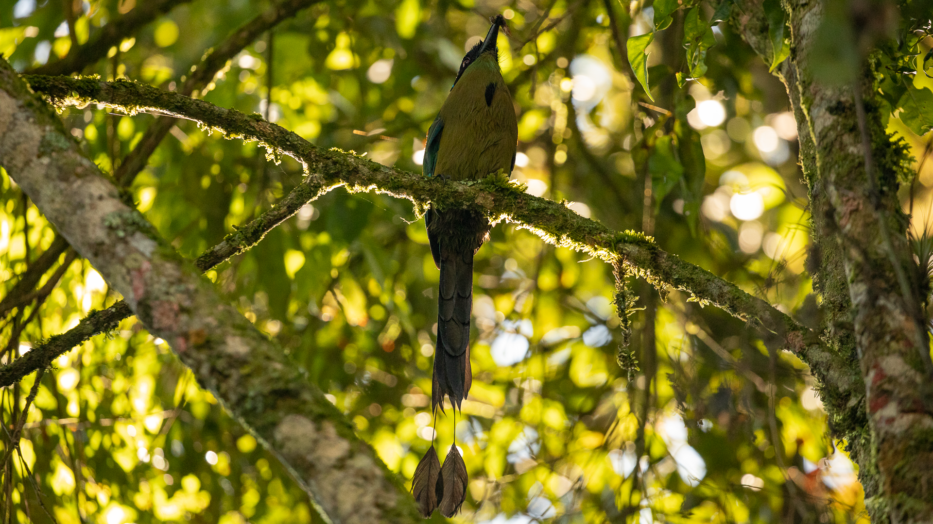 Andean Motmot