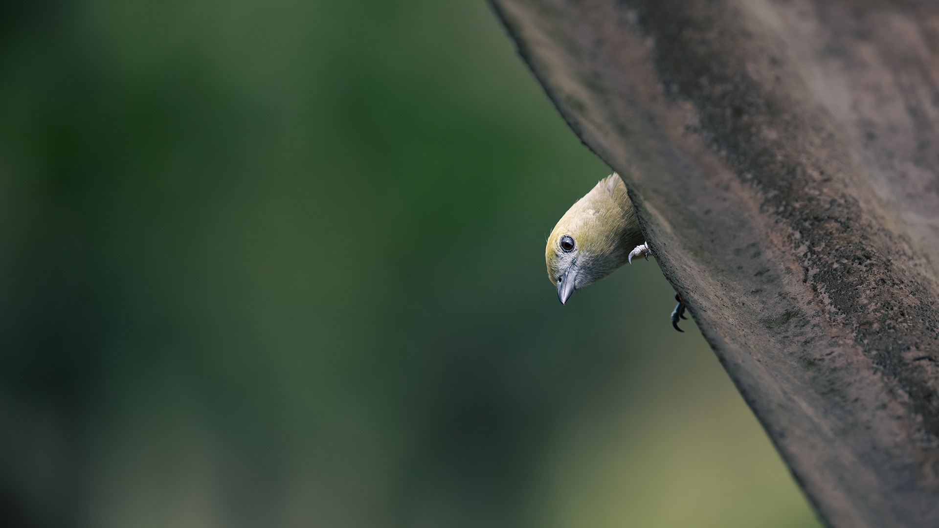 Palm Tanager