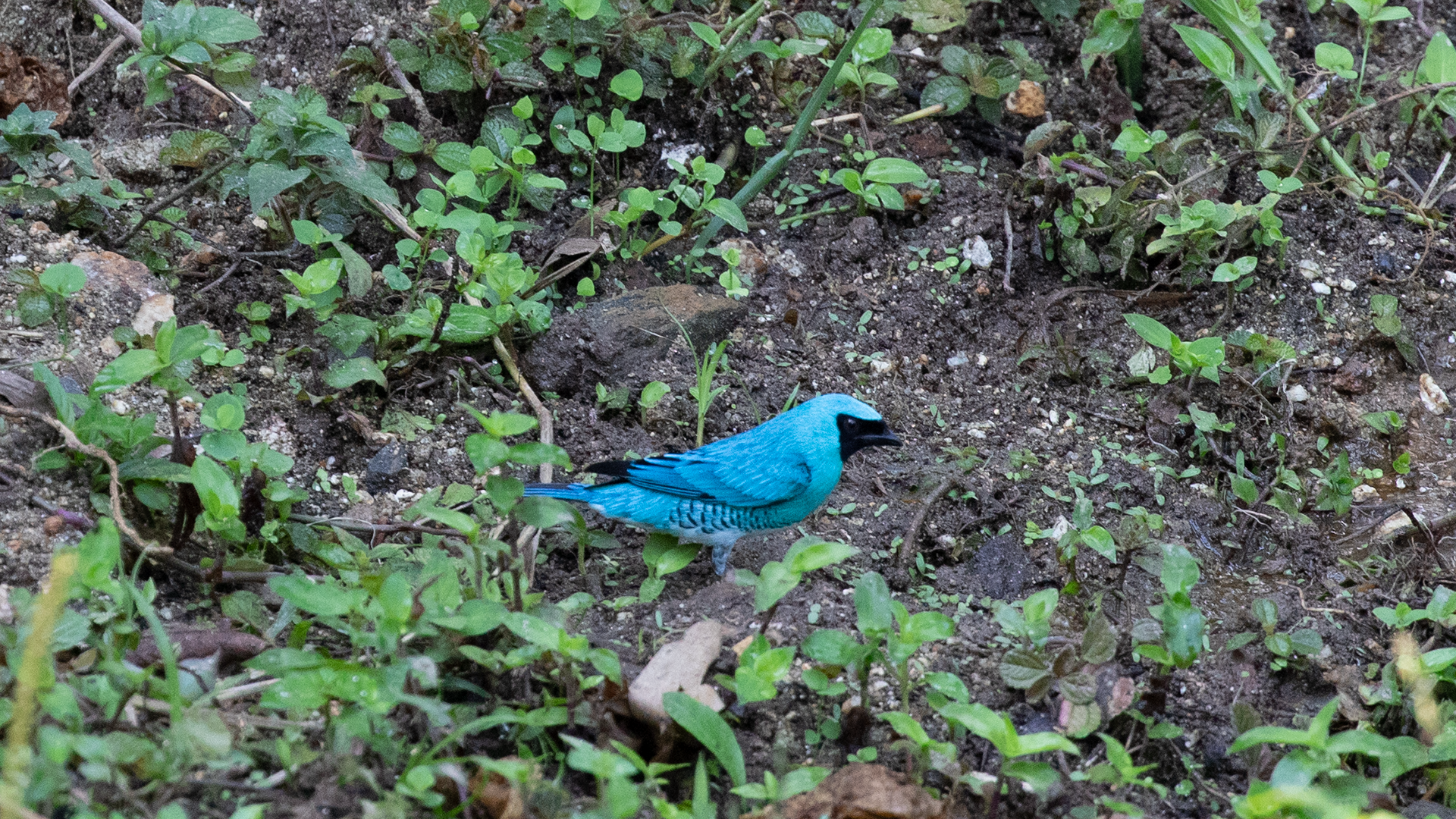 Swallow Tanager