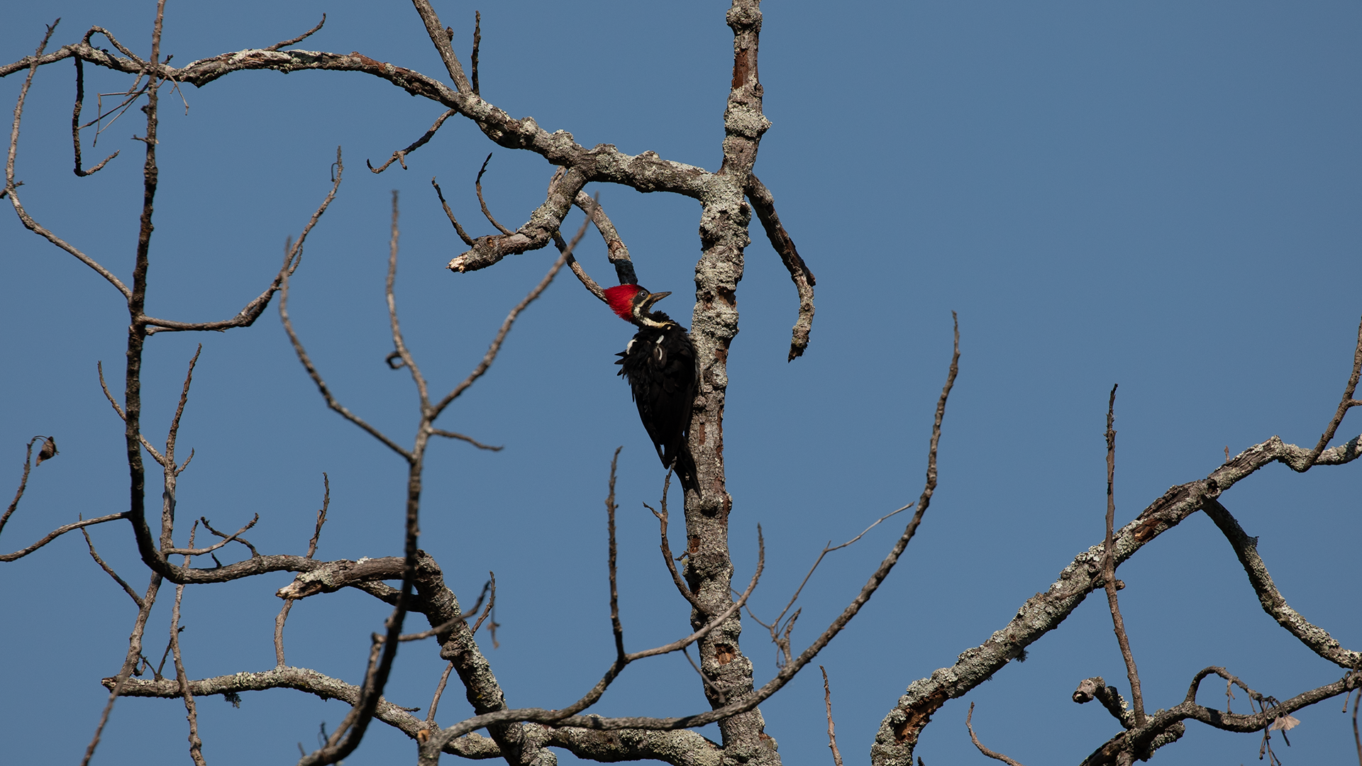 Powerful Woodpecker