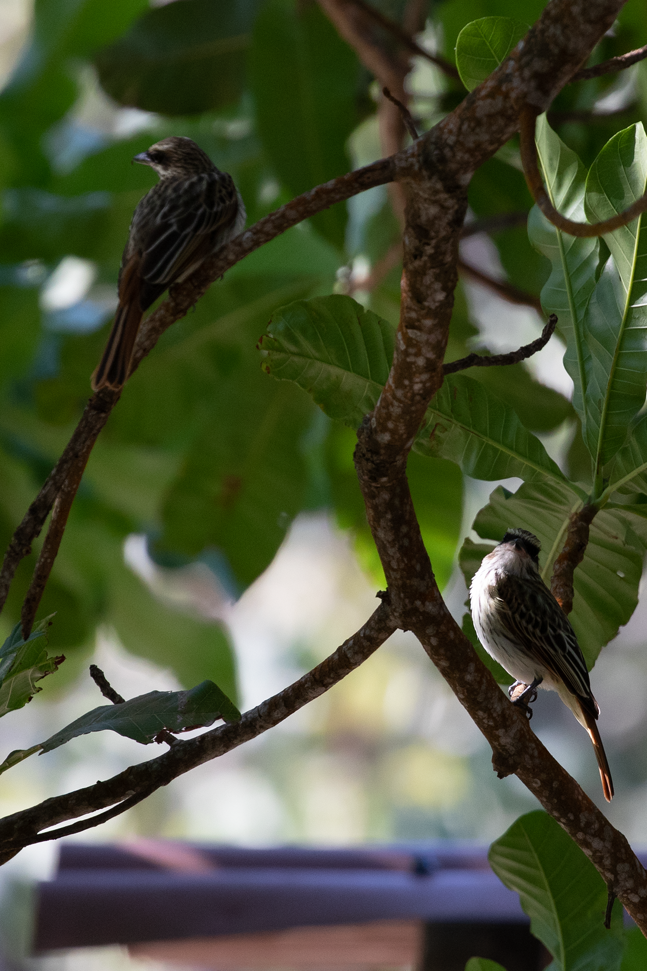 Colombian Chachalaca