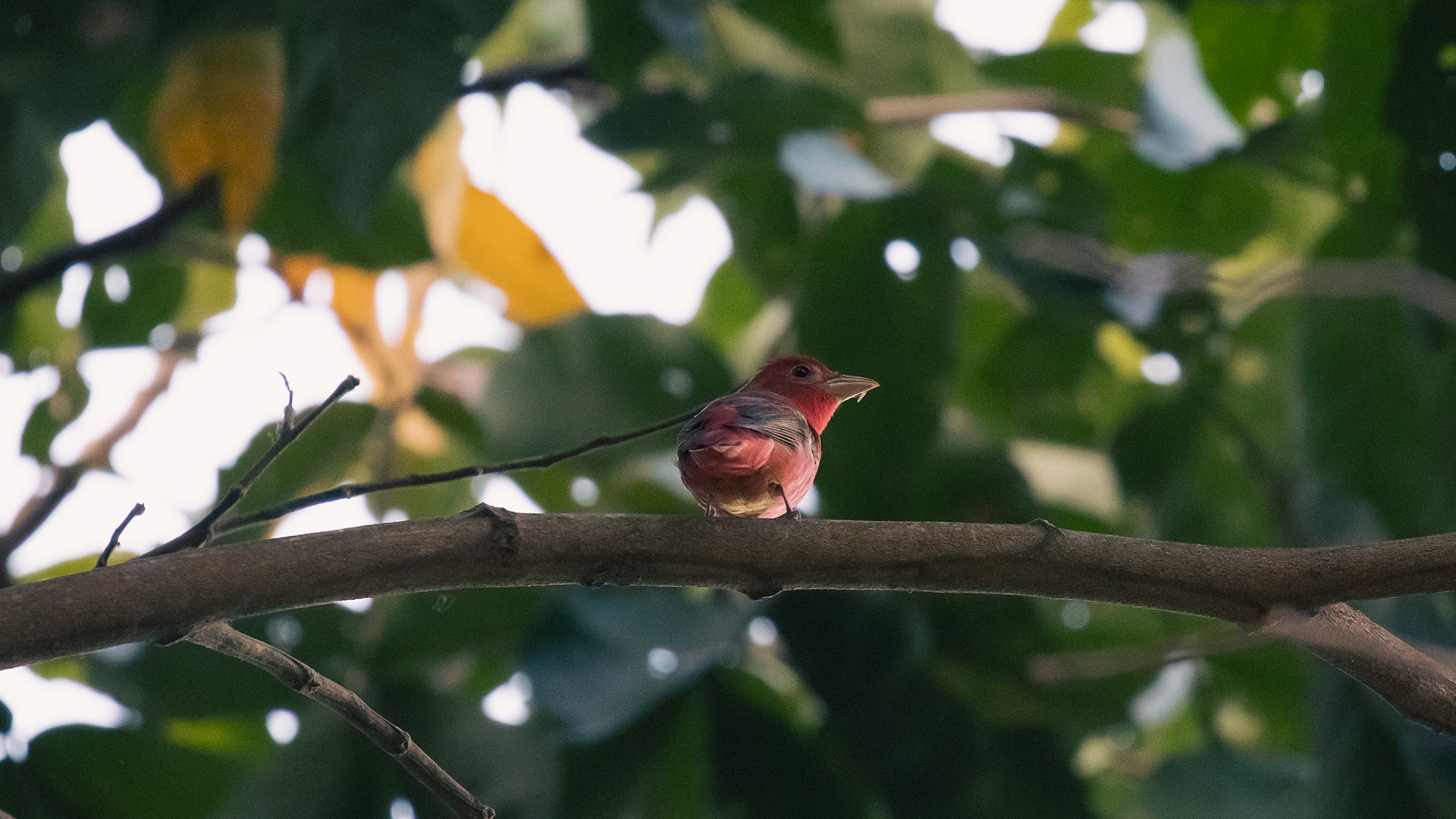 Summer Tanager