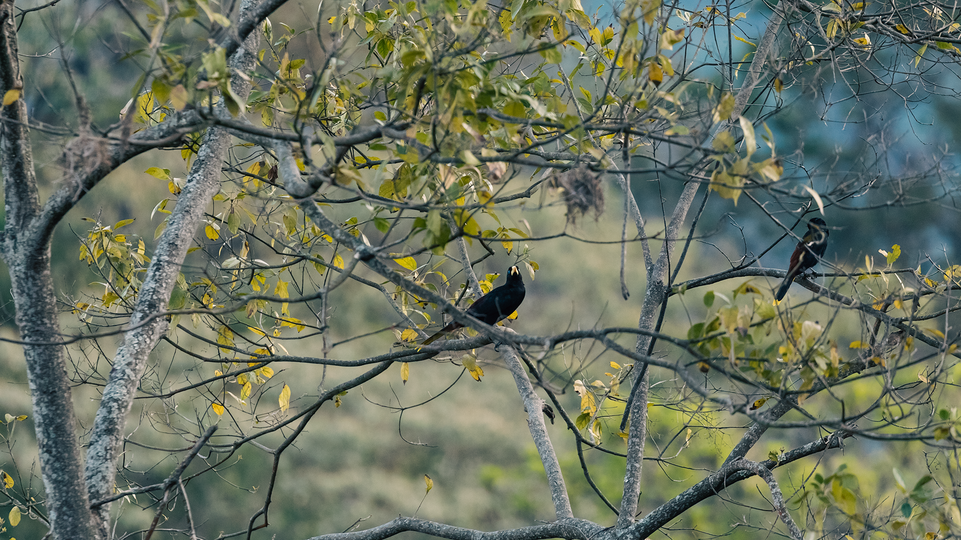 Crested Oropendola