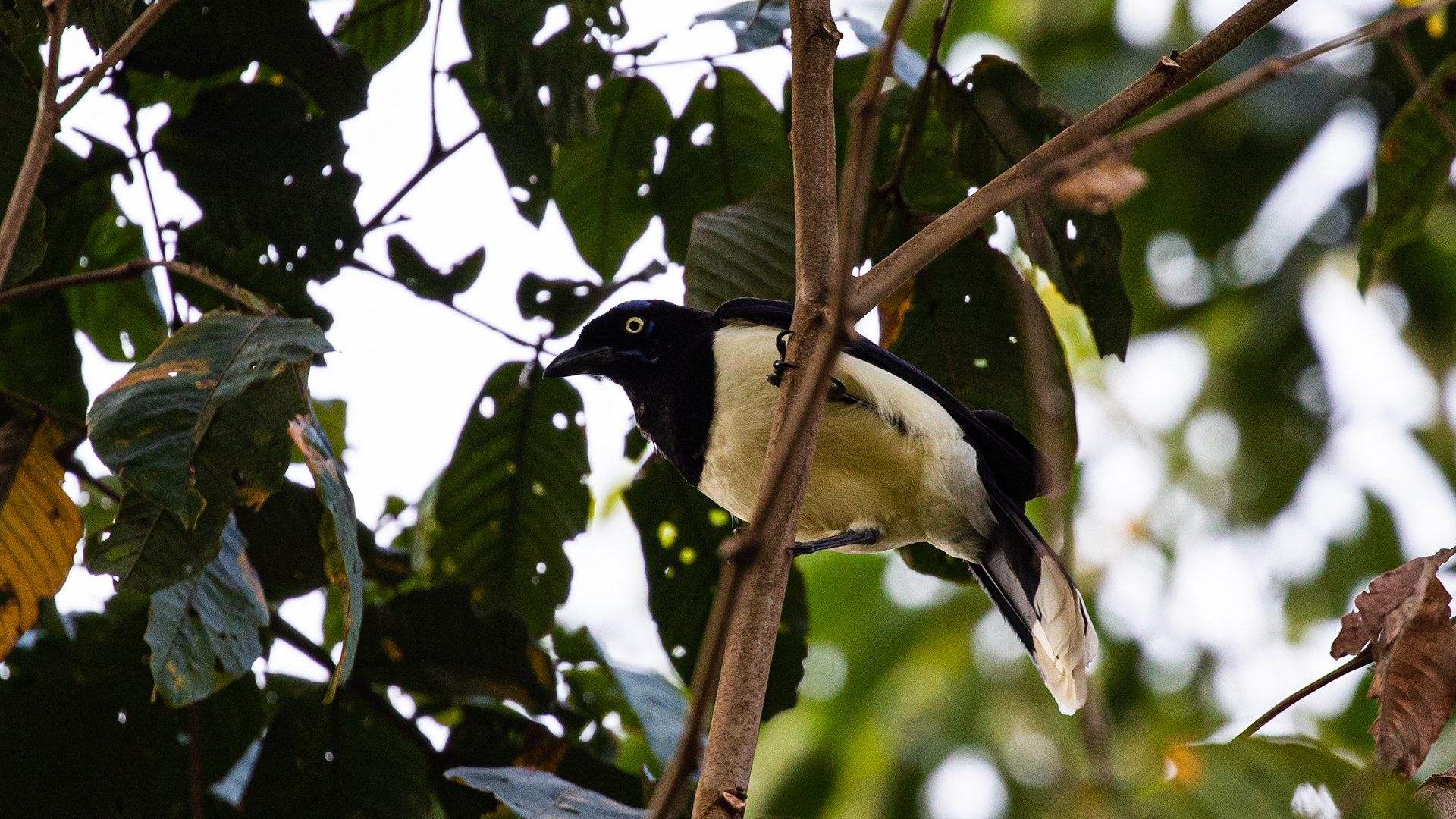 Black-chested Jay