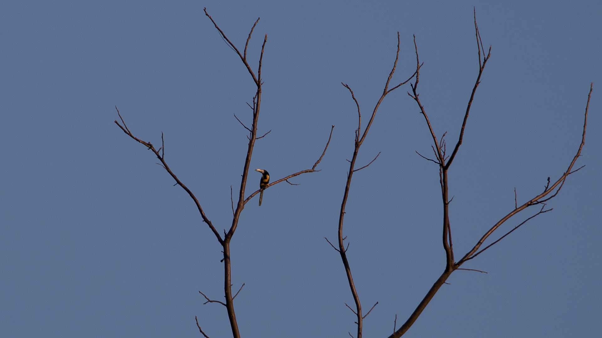 Collared Aracari