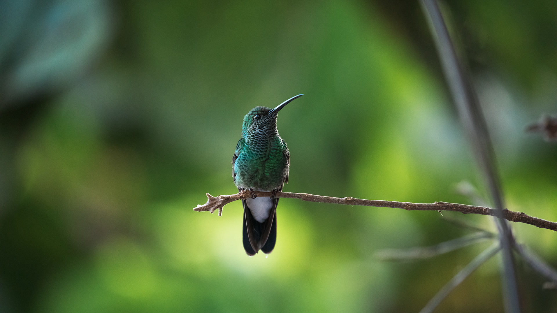 White-vented Plumeleteer