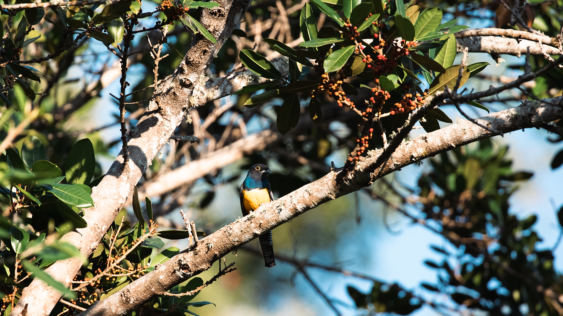 Gartered Trogon