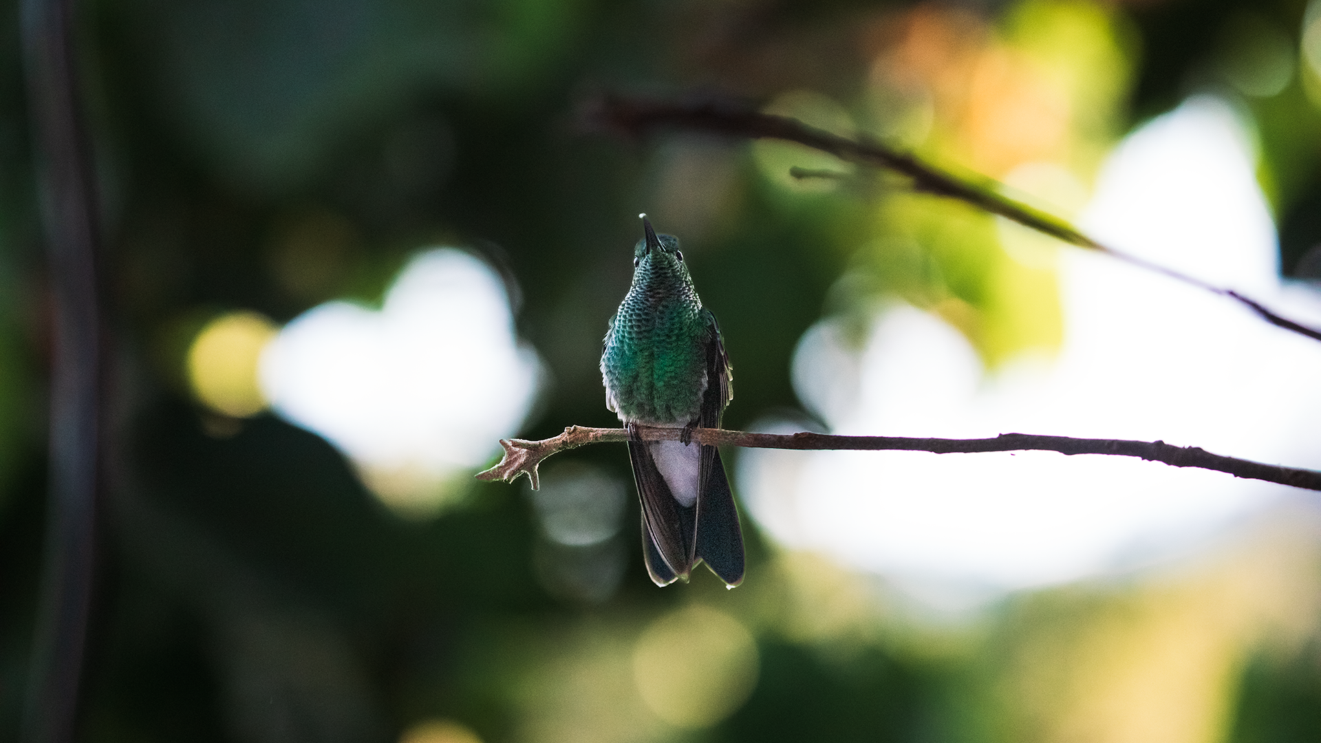 White-vented Plumeleteer