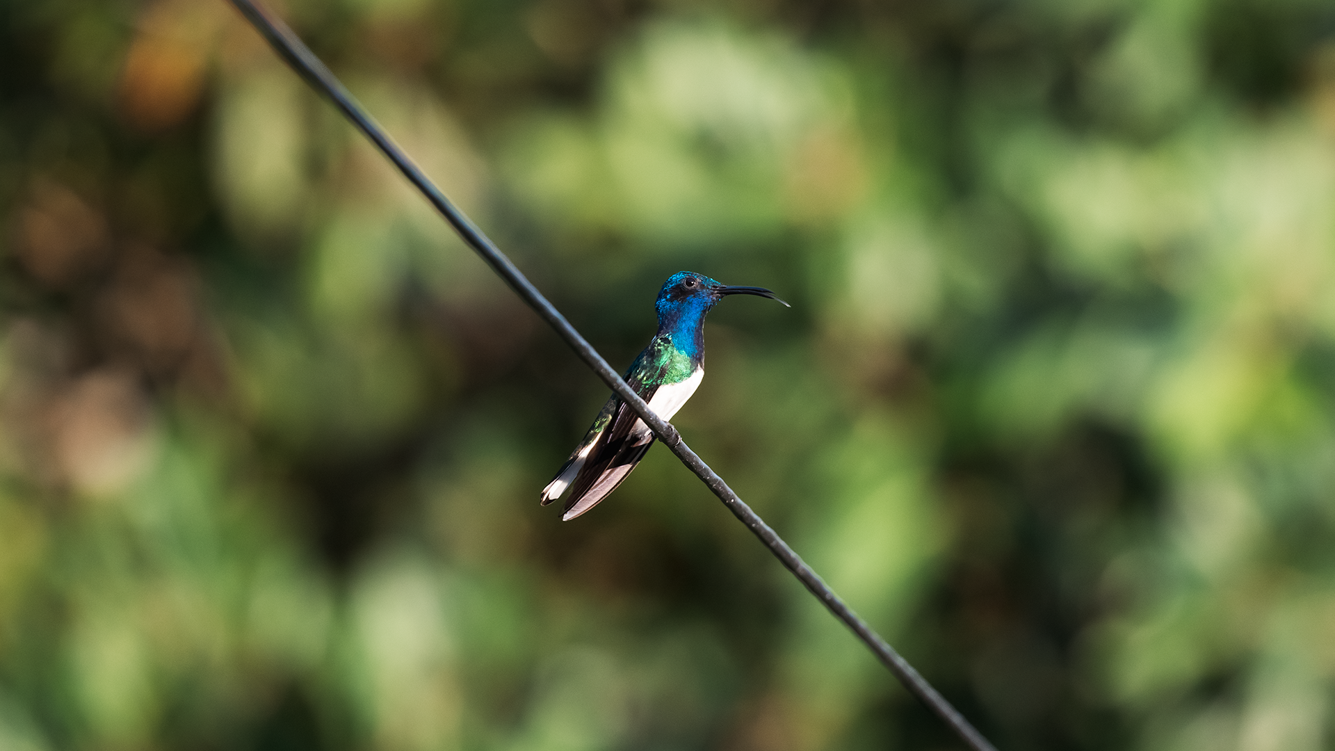 White-necked Jacobin