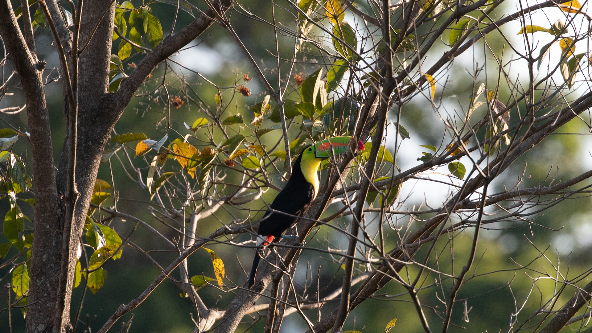 Keel-billed Toucan