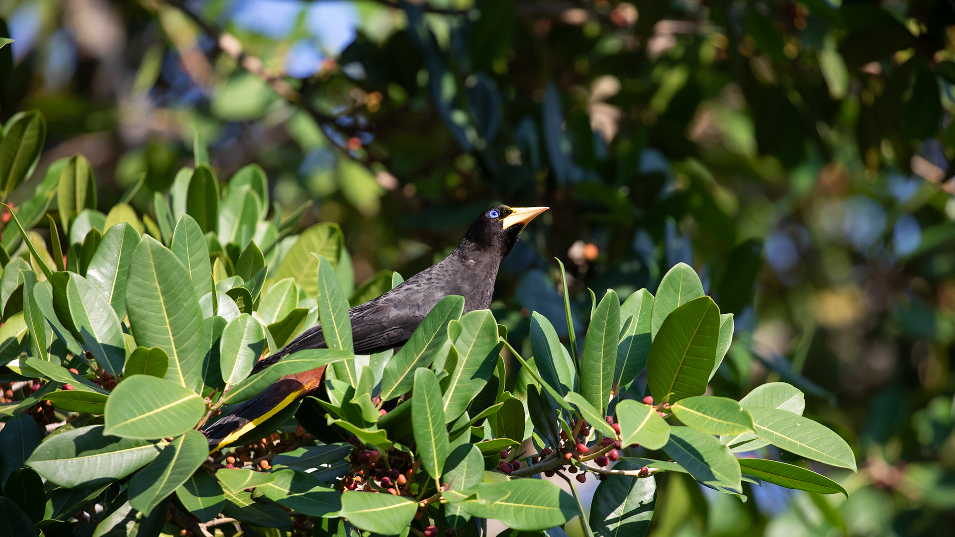 Crested Oropendola