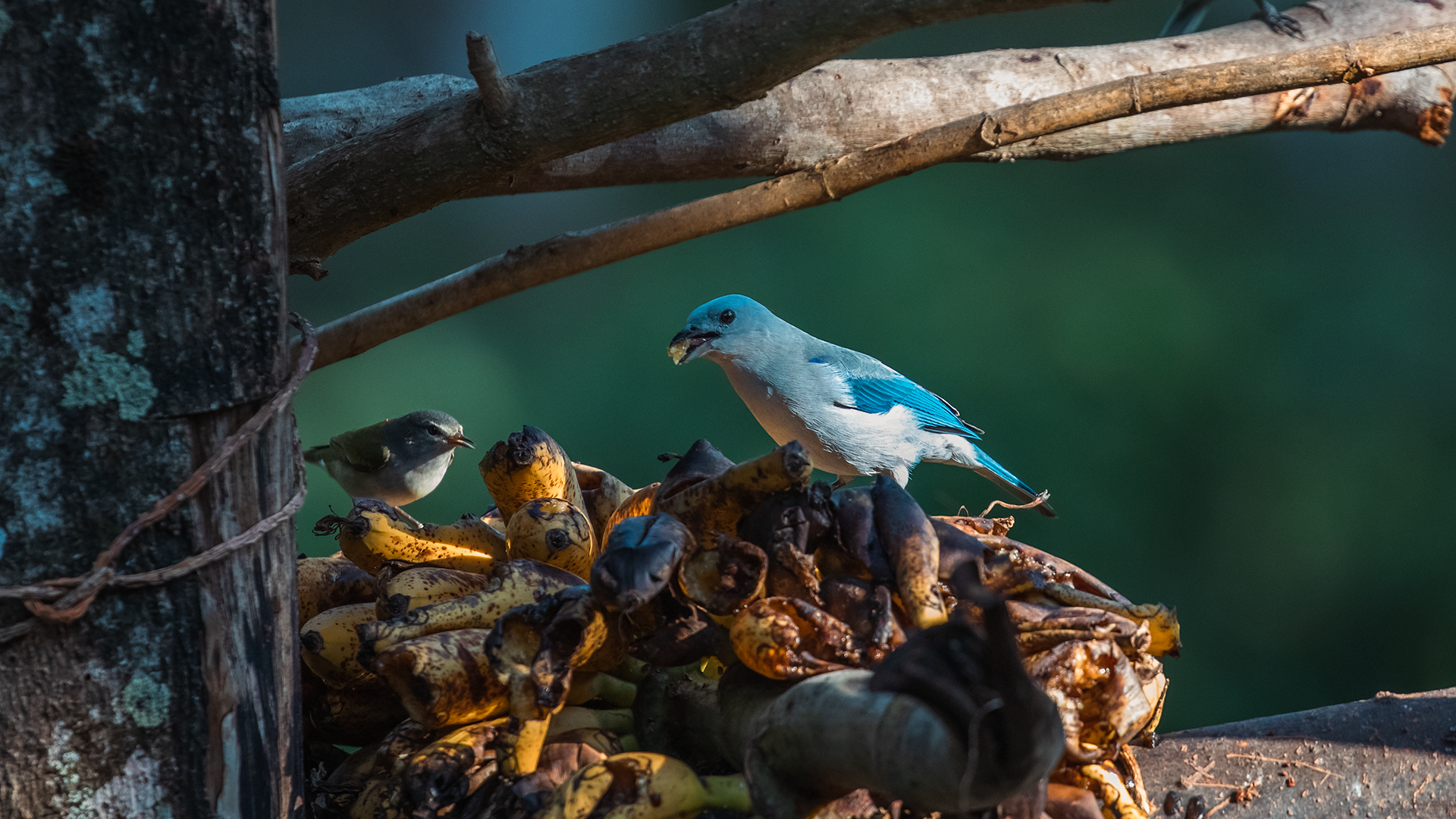 Blue-gray Tanager