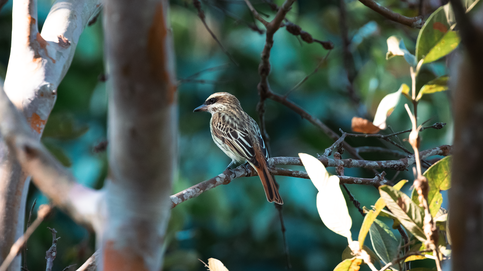 Streaked Flycatcher