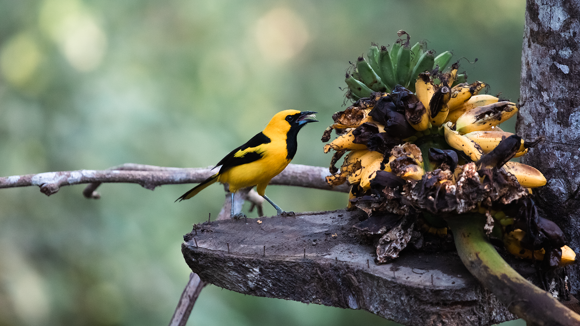 Yellow-tailed Oriole