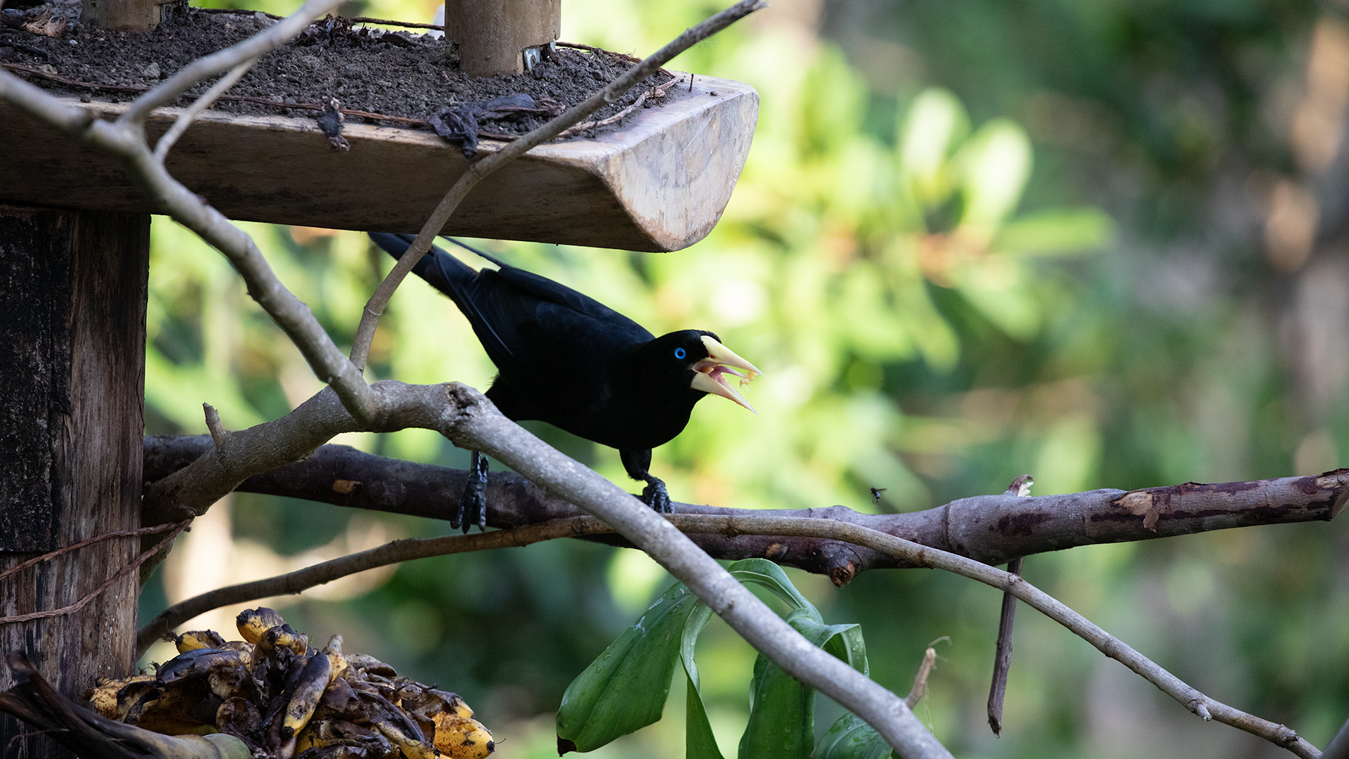 Crested Oropendola