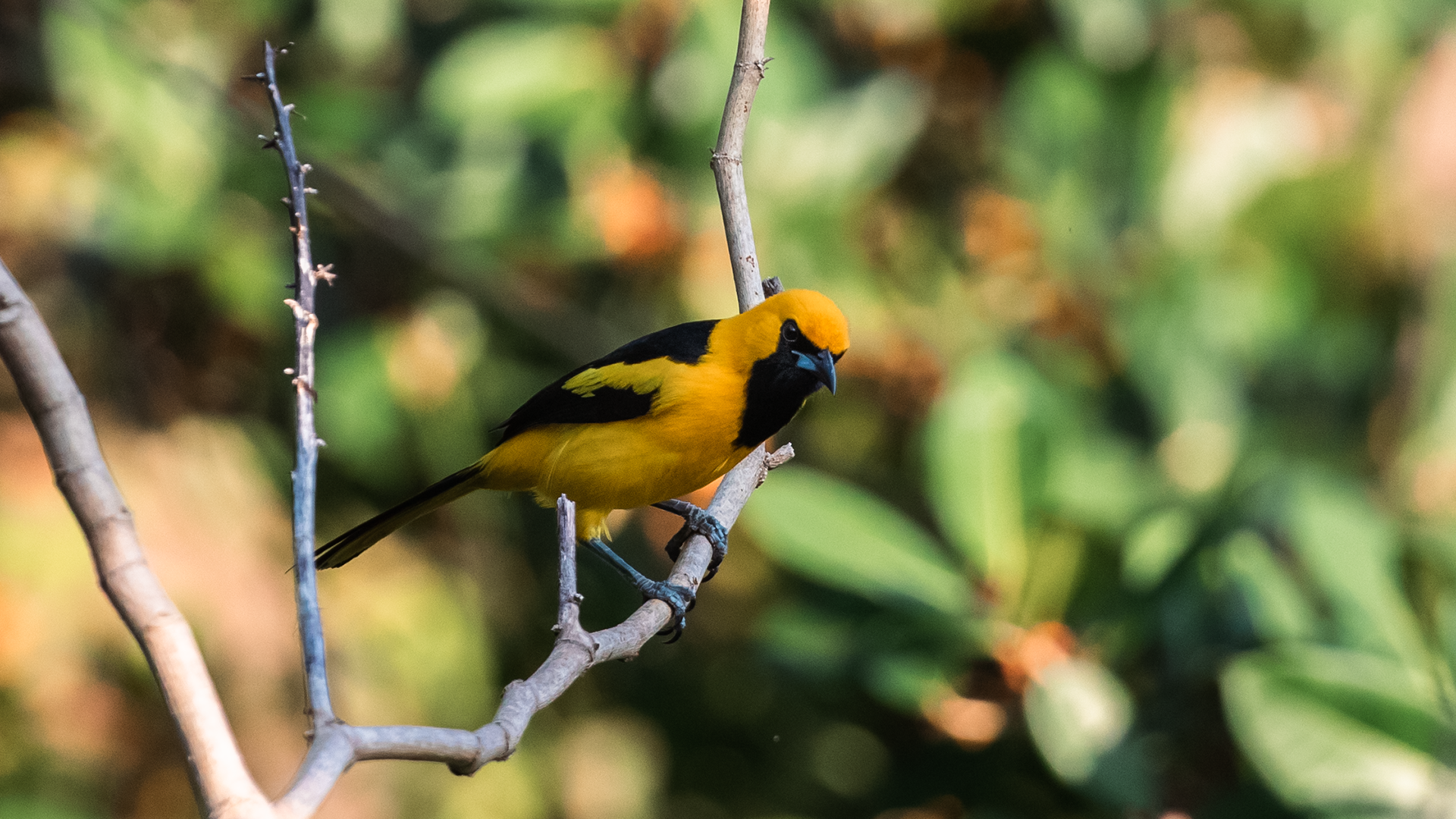 Yellow-tailed Oriole