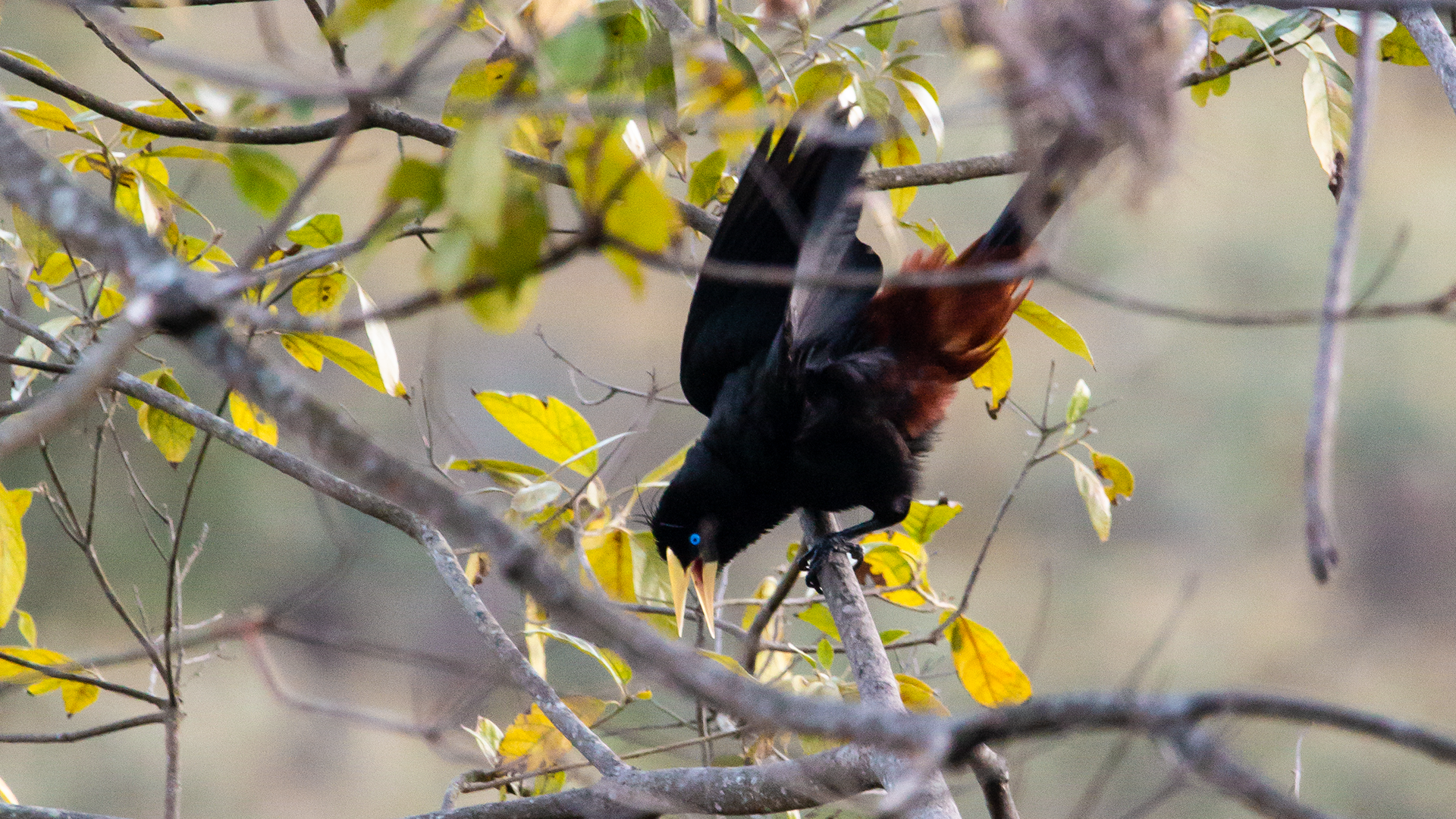 Crested Oropendola