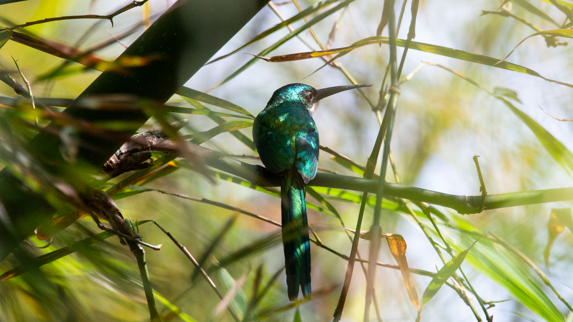 Rufous-tailed Jacamar