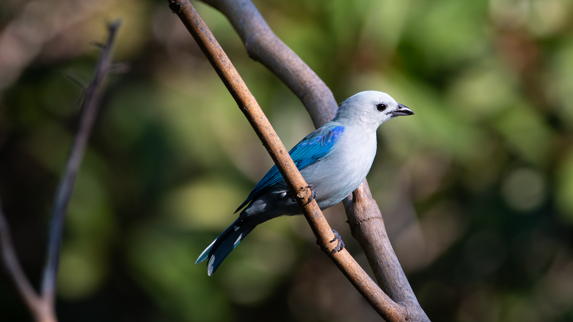 Blue-gray Tanager