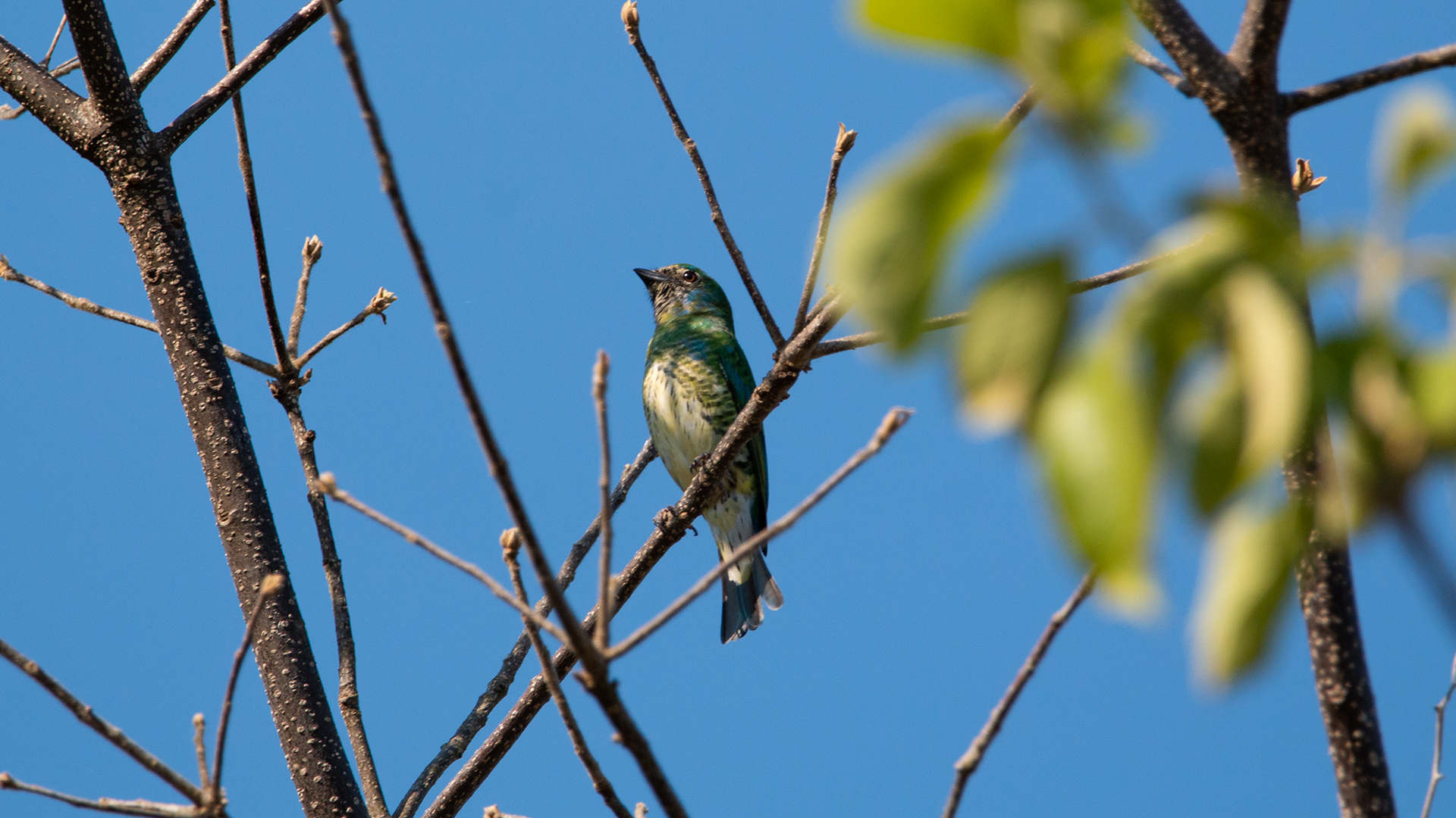 Swallow Tanager