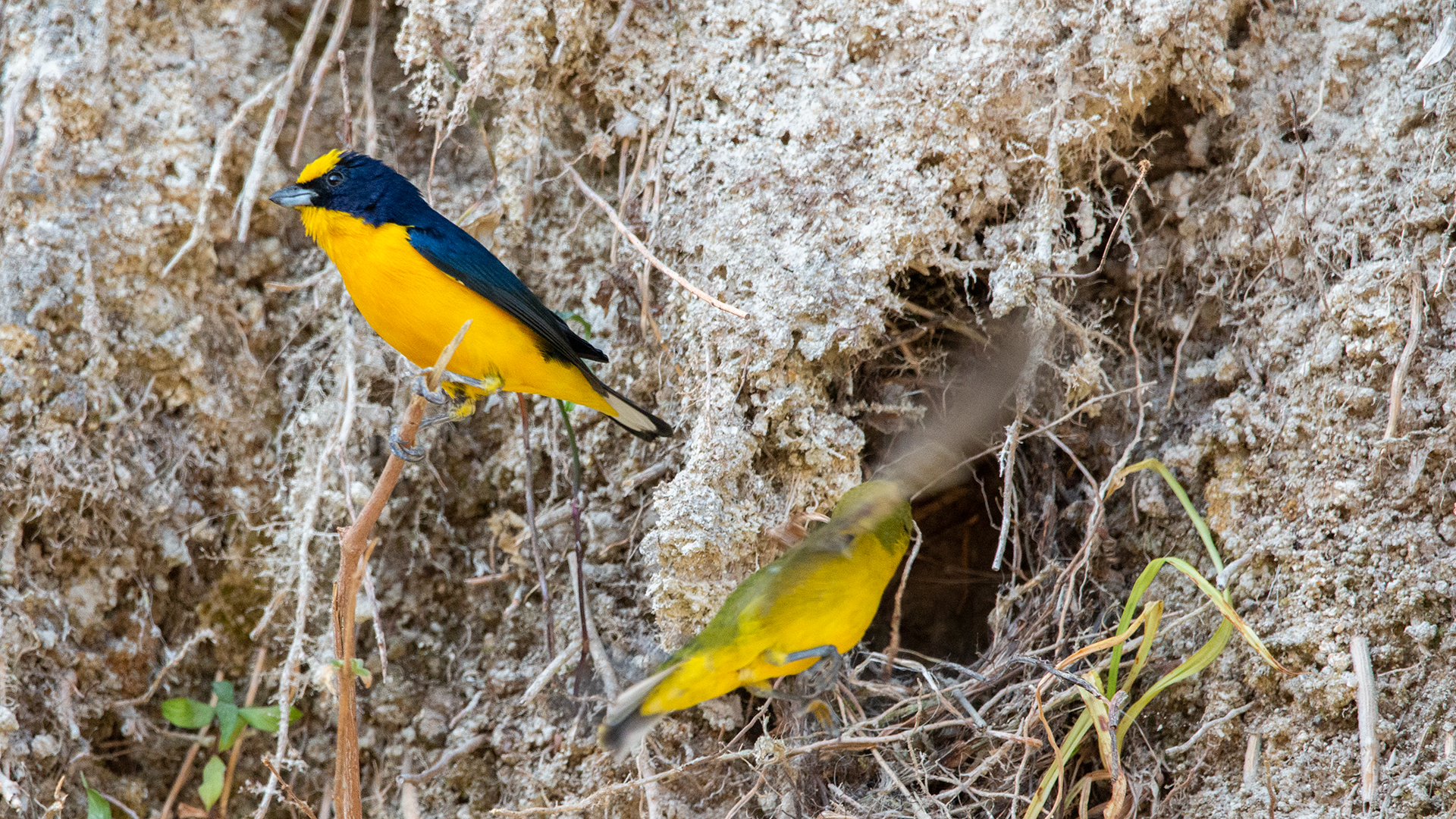 Yellow-throated Euphonia