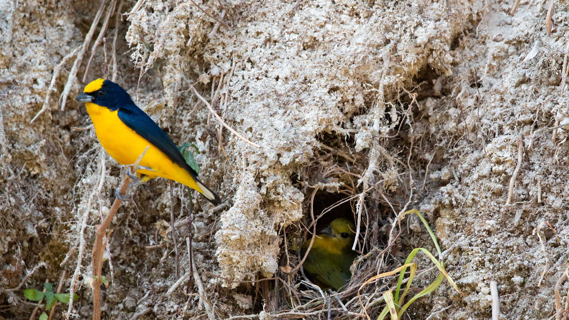 Yellow-throated Euphonia