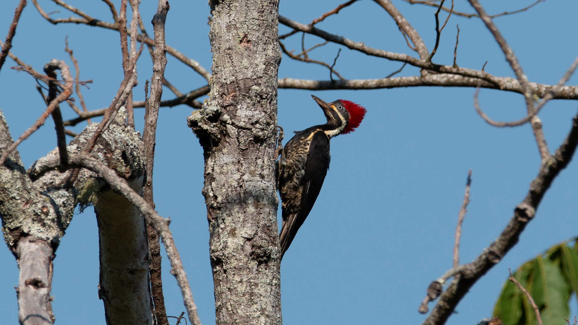 Red Crowned Woodpecker