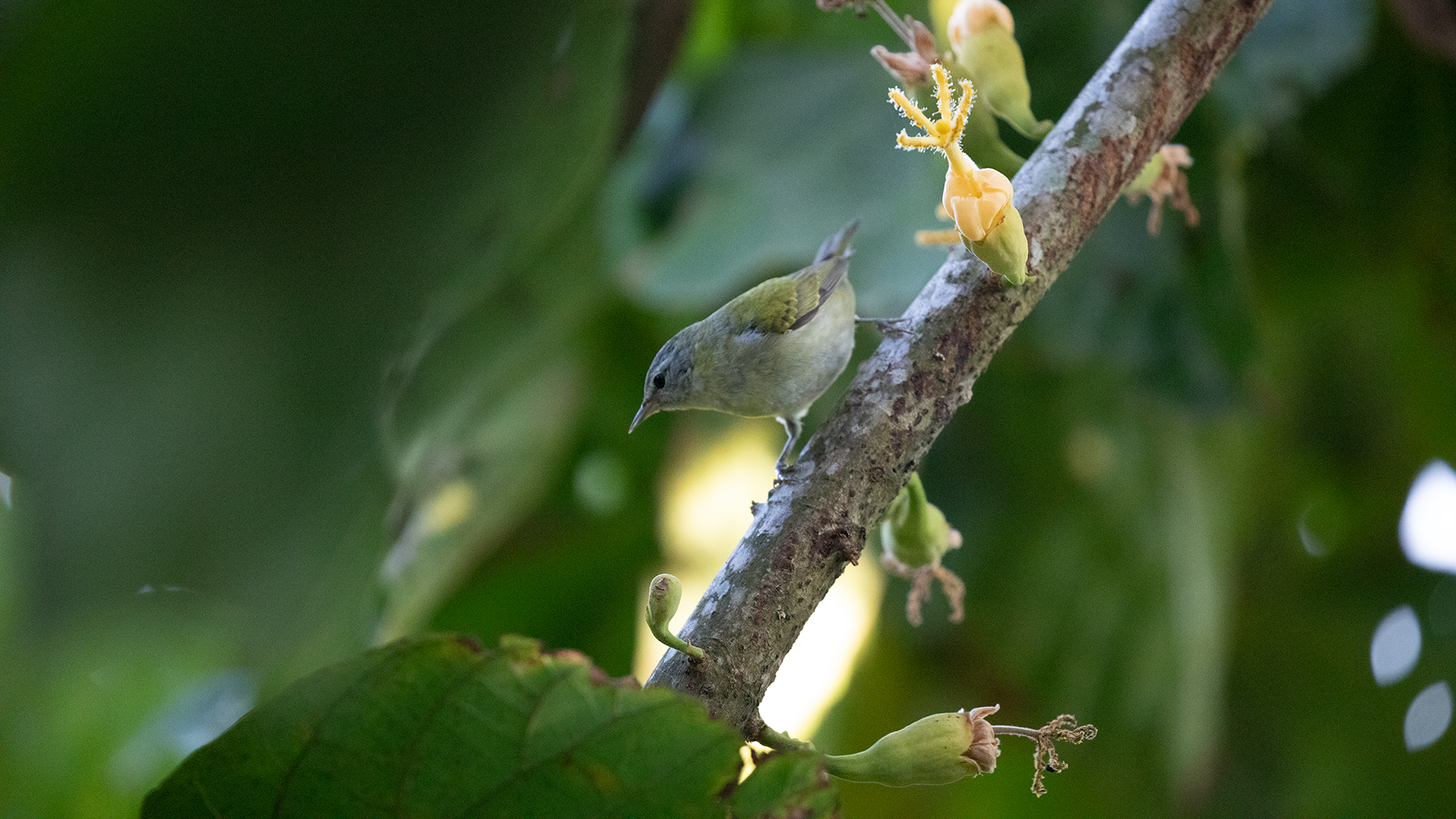 Tennessee Warbler