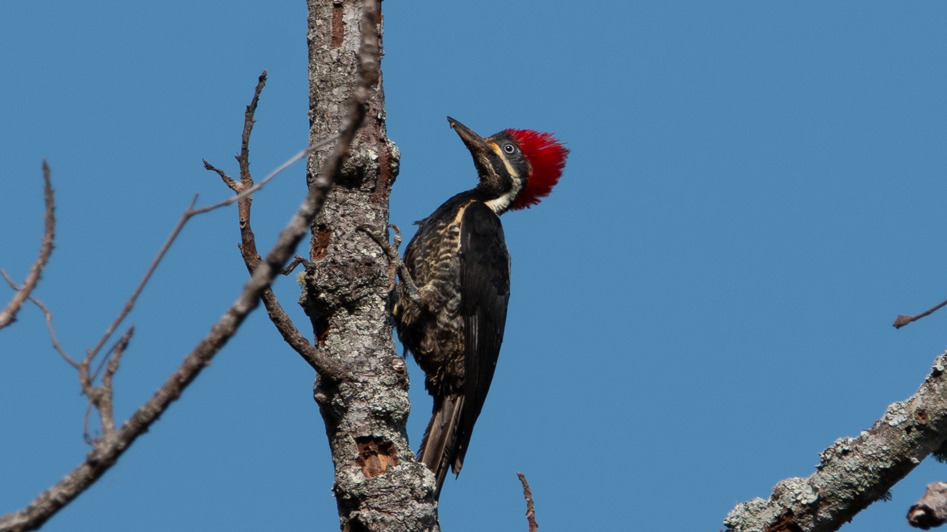 Red Crowned Woodpecker