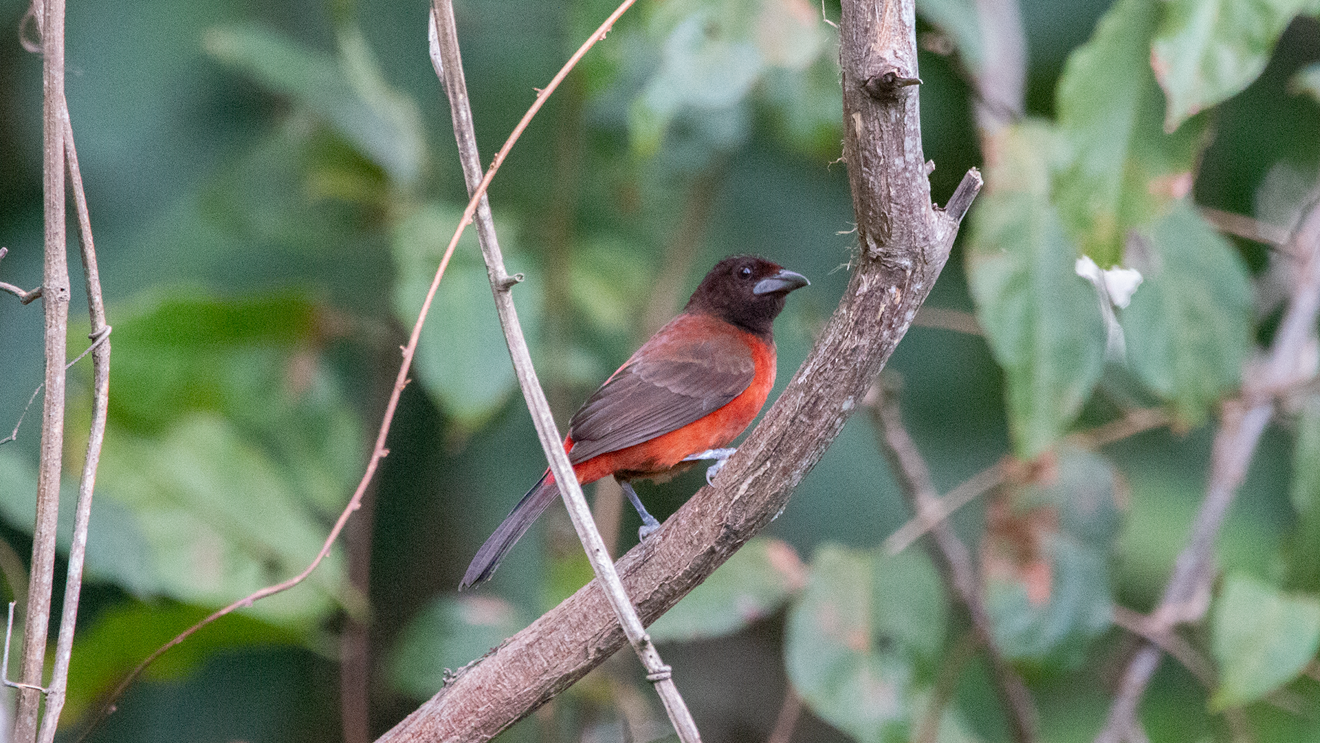 Crimson-backed Tanager