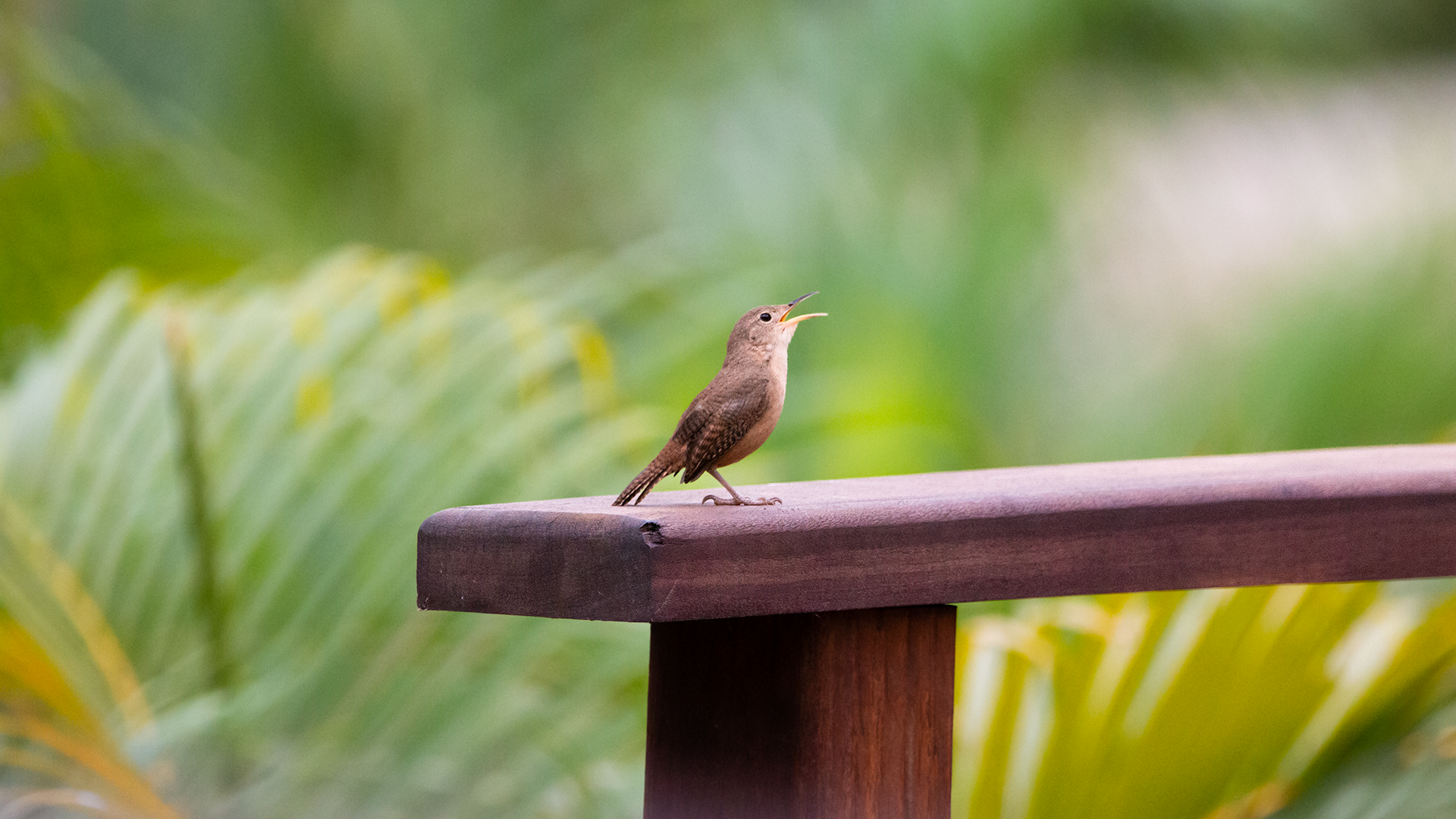 House Wren