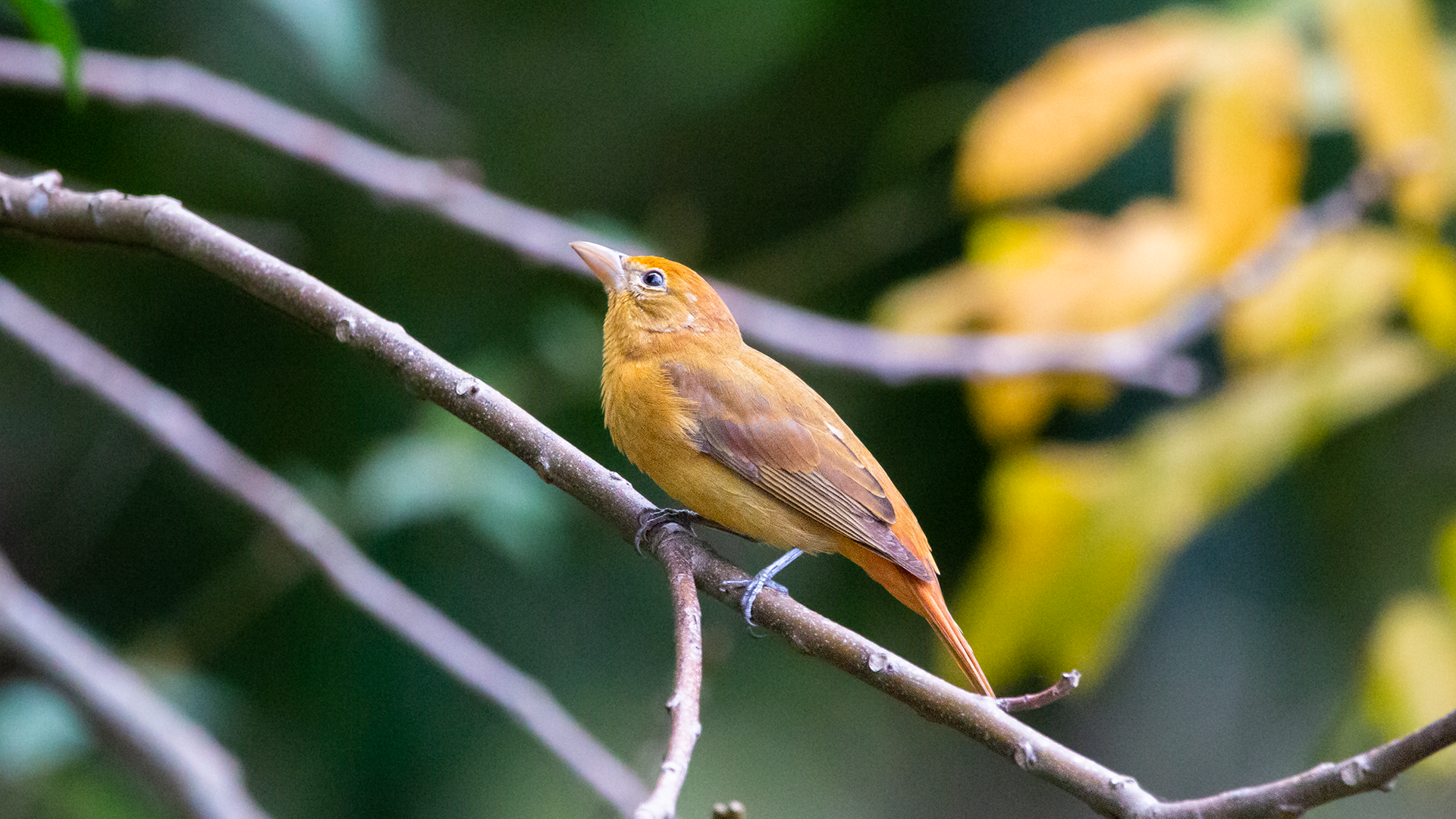 Summer Tanager